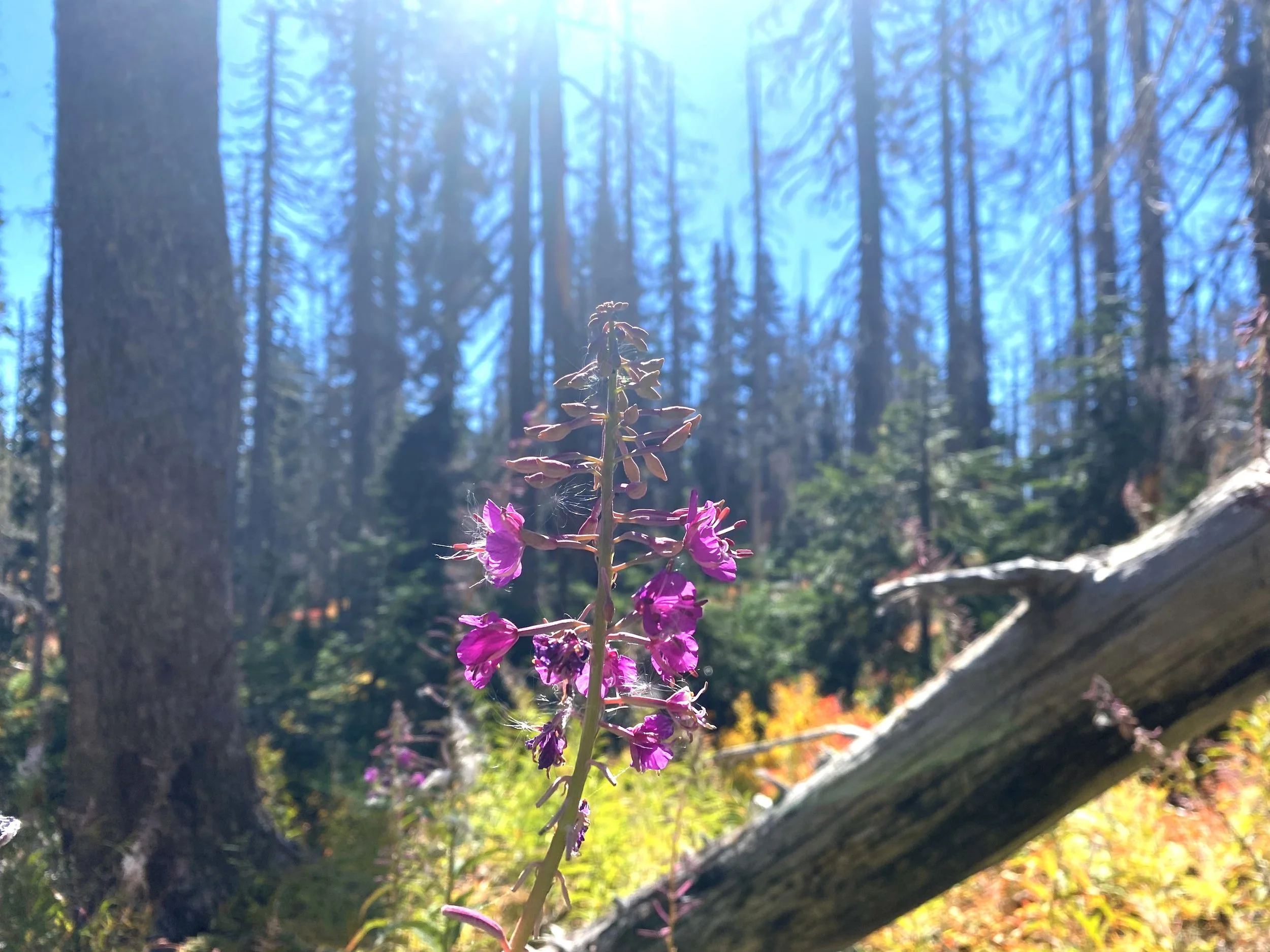 Healing Herbs of the Arboretum Plant Walk