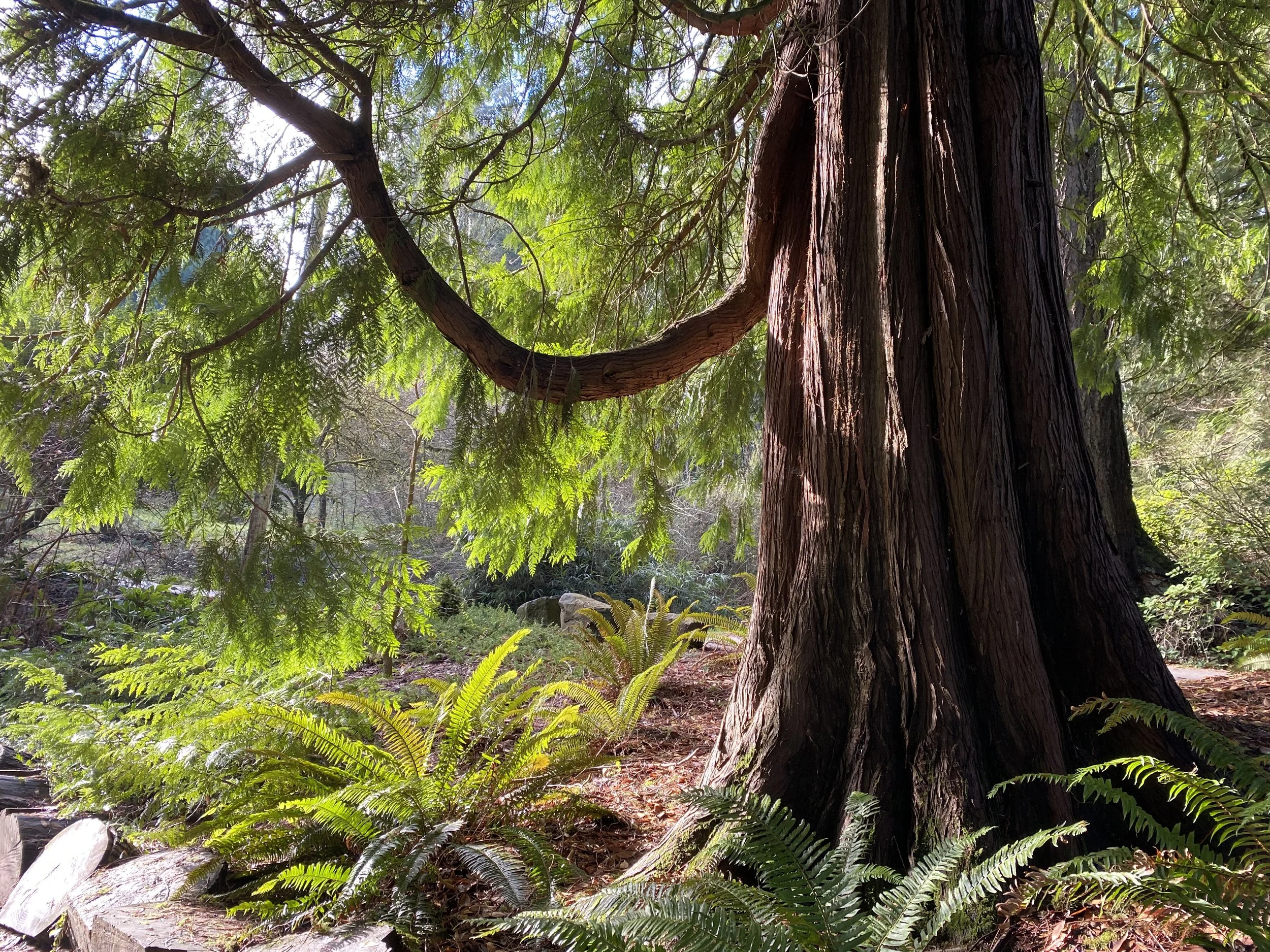 Healing Herbs of the Arboretum Plant Walk