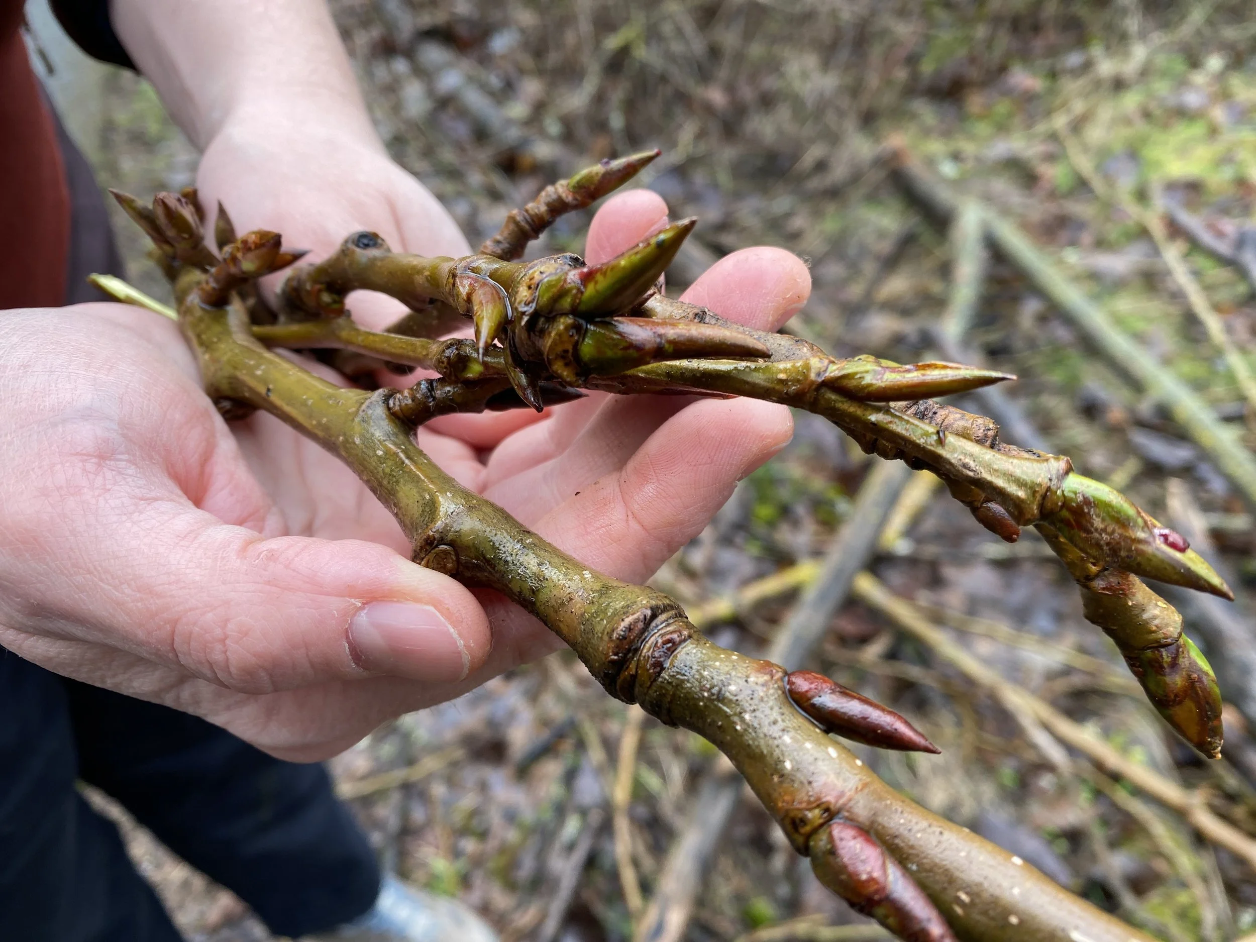Tending the Winter Landscape