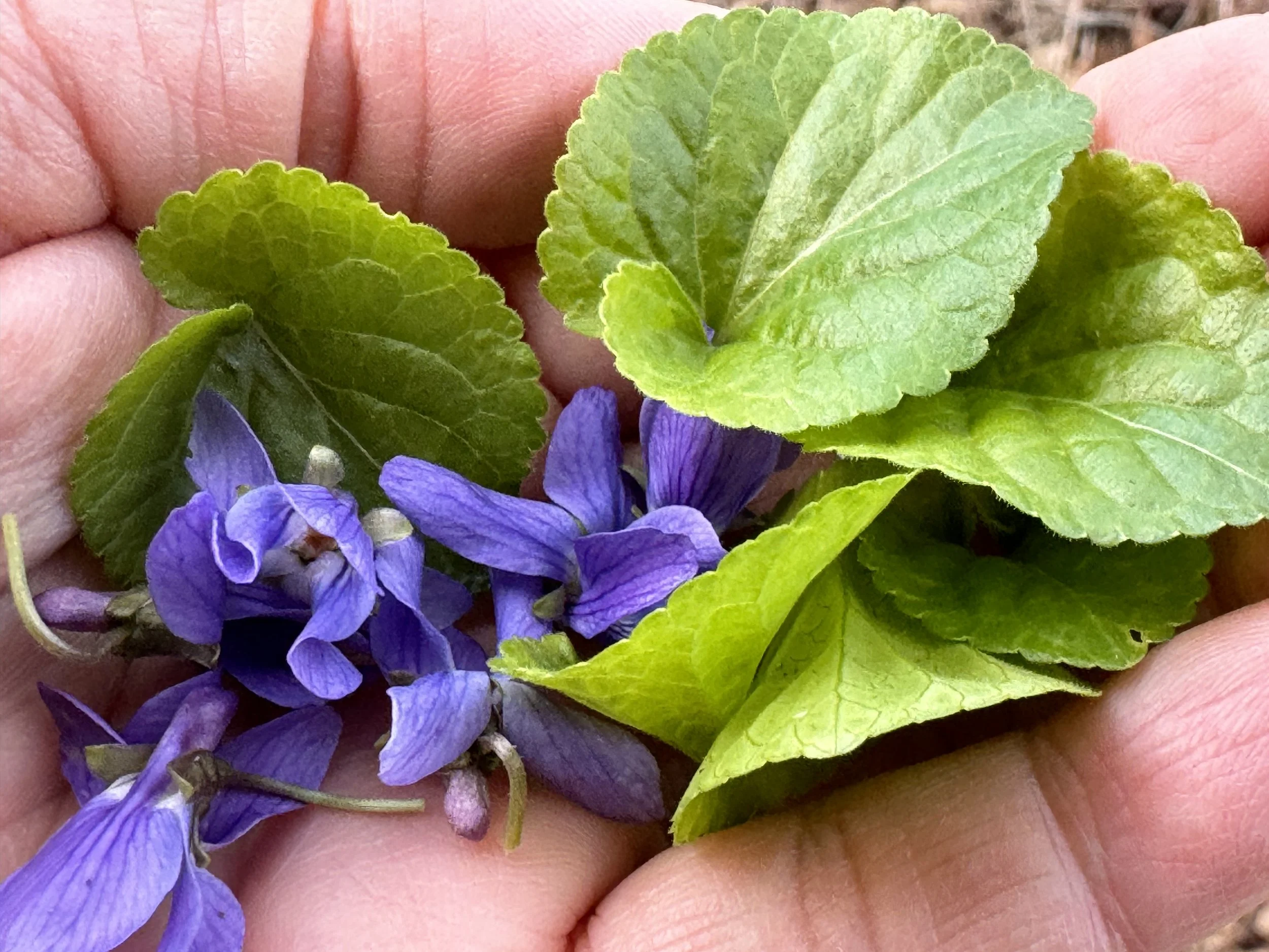 Healing Herbs of the Arboretum Plant Walk