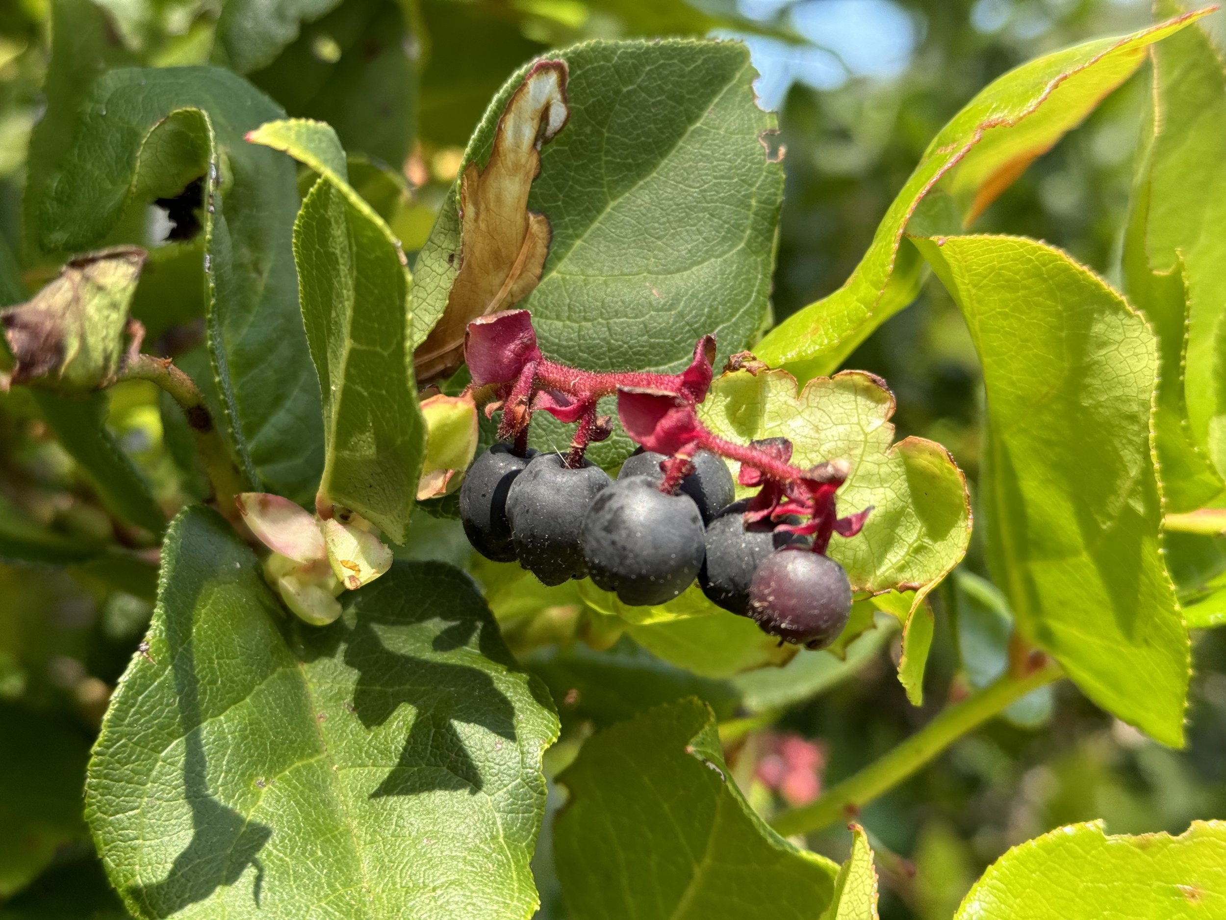 Healing Herbs of the Arboretum Plant Walk