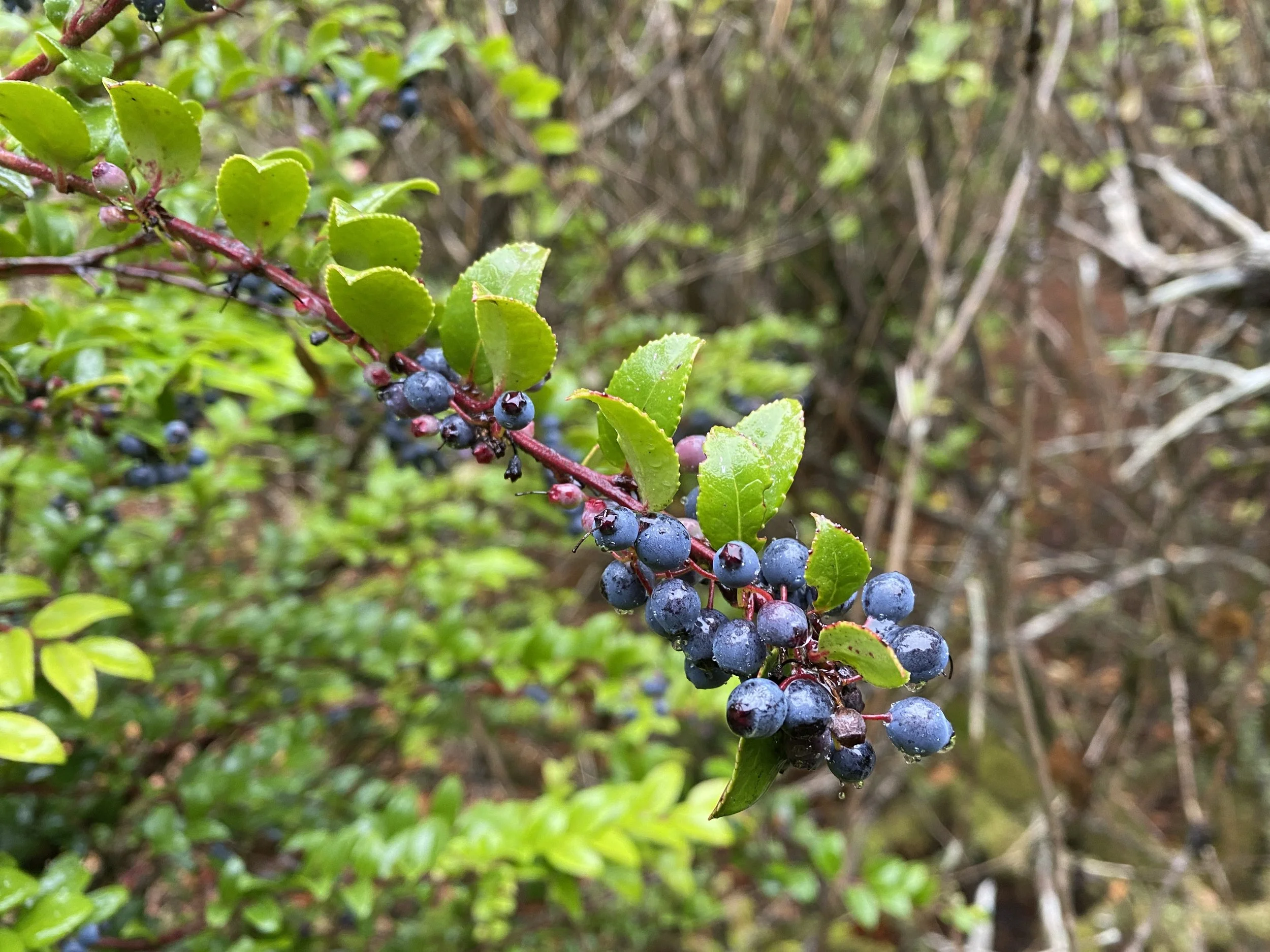 Healing Herbs of the Arboretum Plant Walk