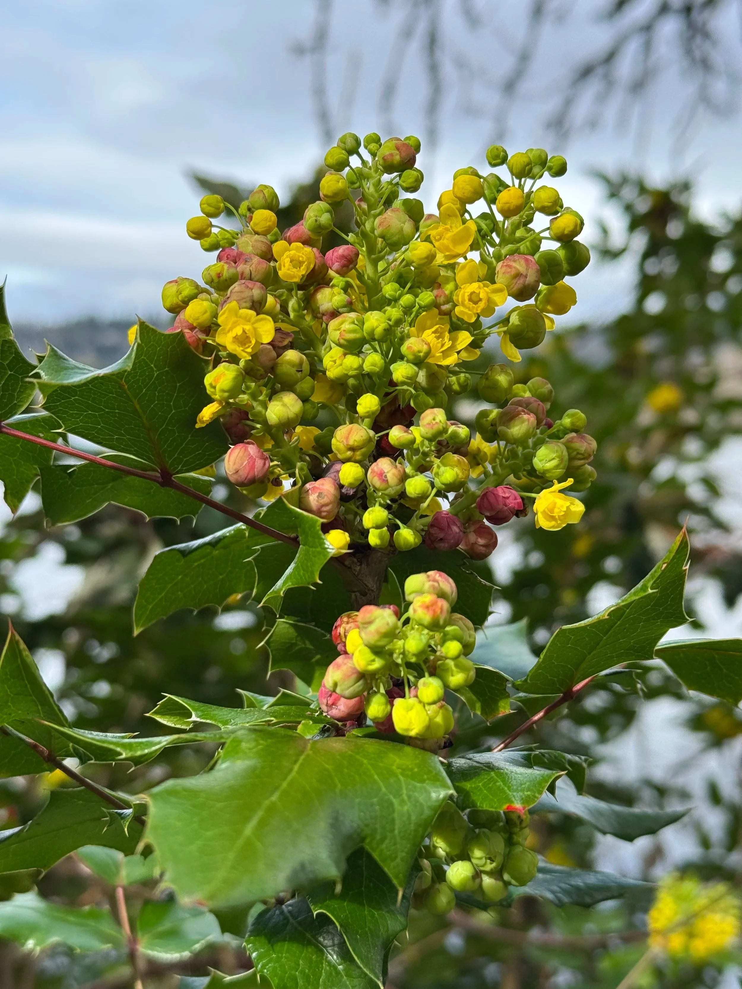 Medicinal Plants of Winter: Pay-What-You-Will Plant Walk