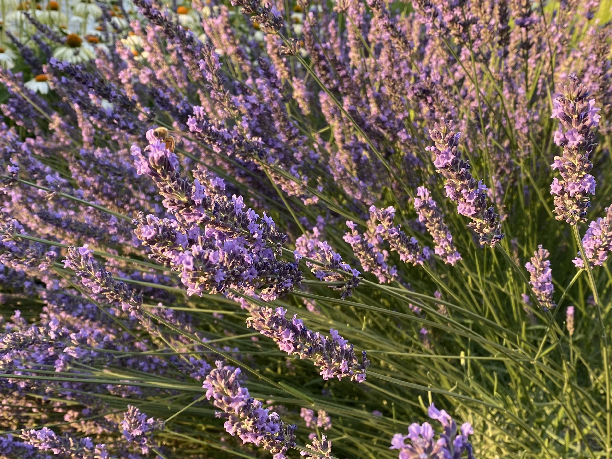 Supporting Sleep &amp; Relaxation with Herbs