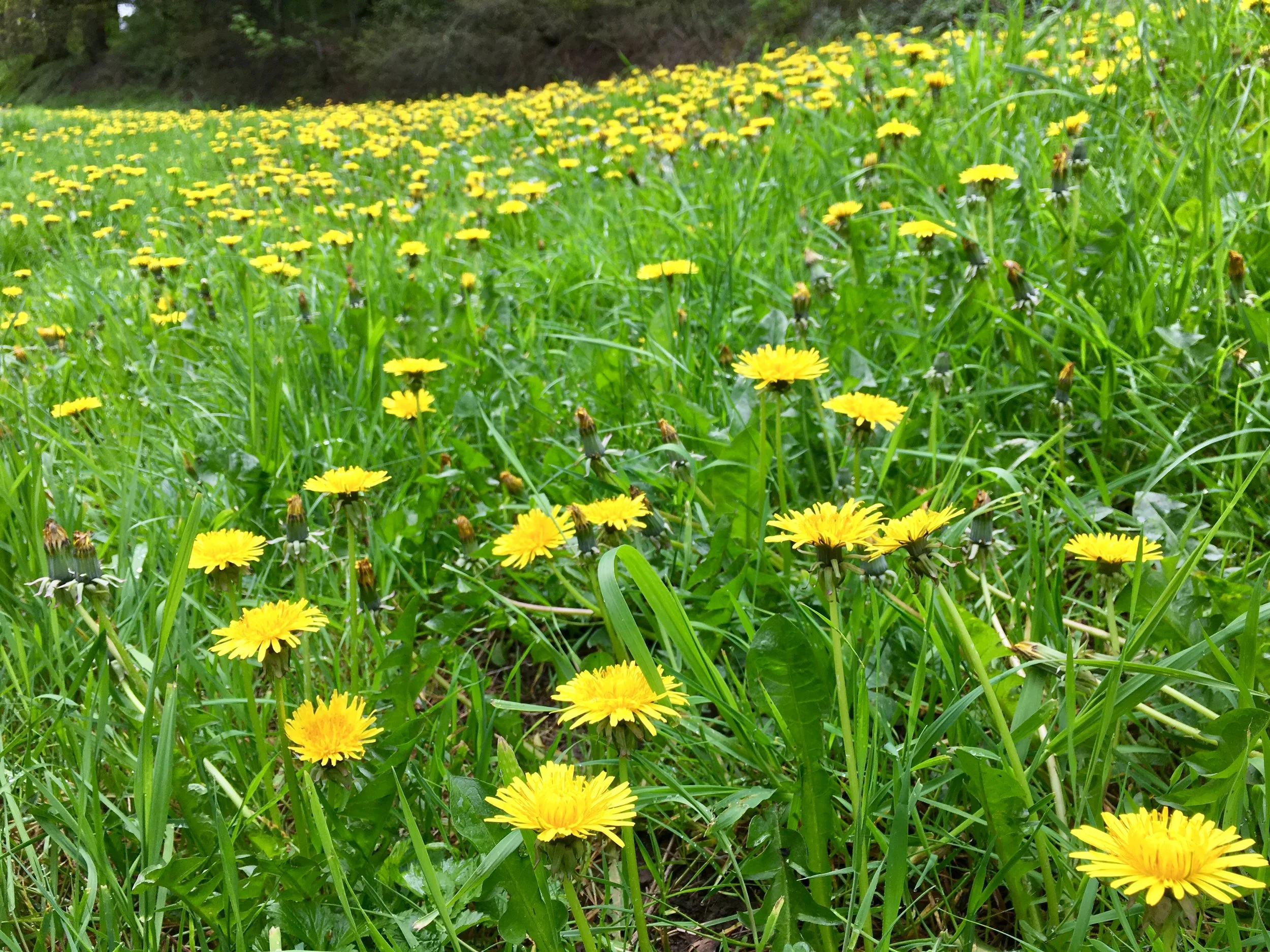 Aftercare for Chemical Weapons Exposure: Free!