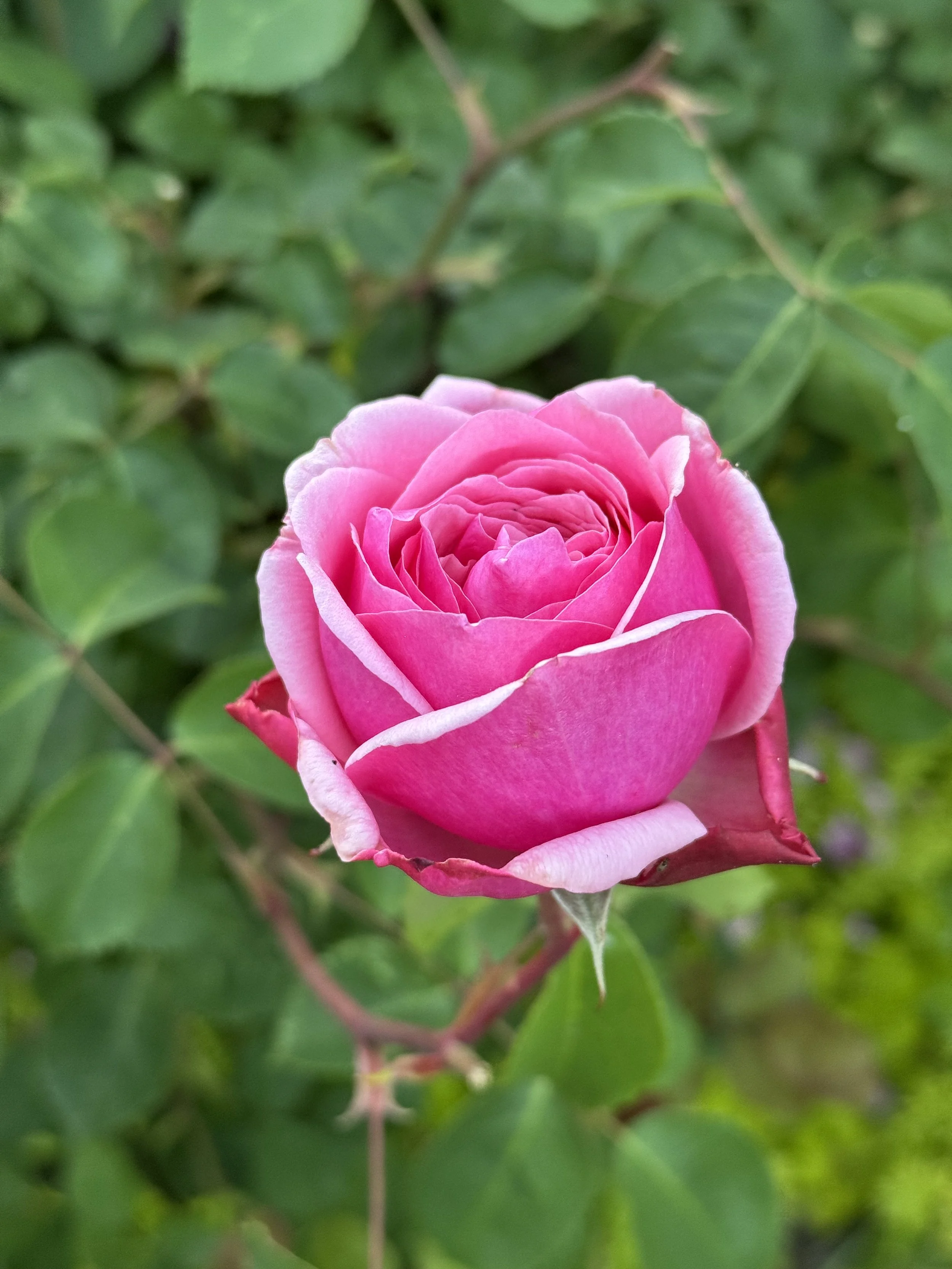 Uplifting Herbs for Hard Times