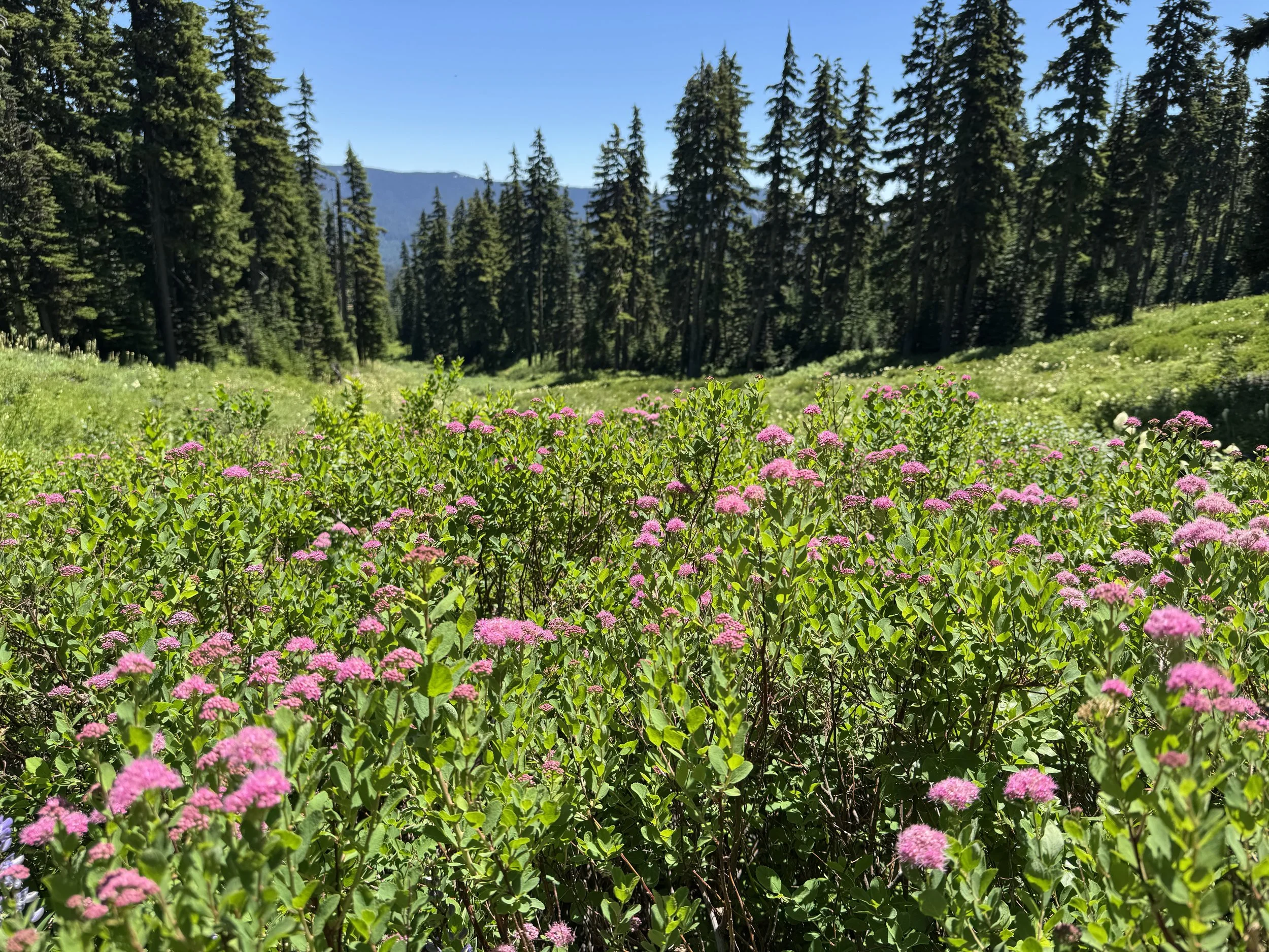 Mt. Hood Medicinal Plants: A Free Mazamas Base Camp Presentation