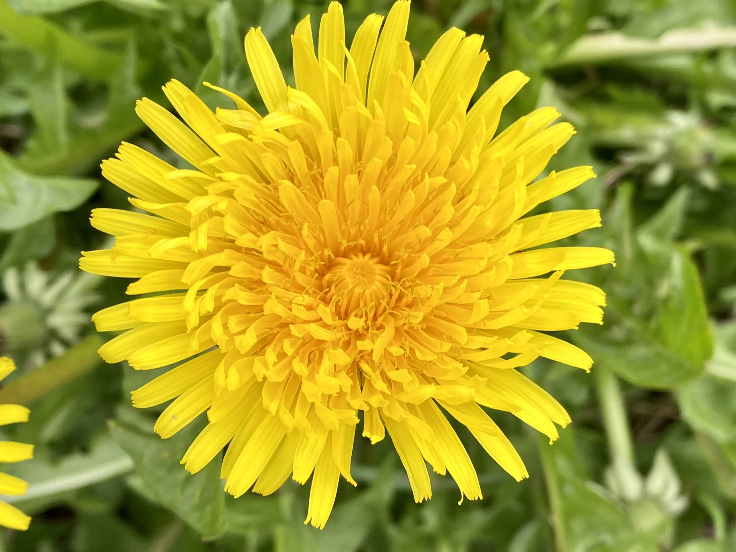 Healing Herbs of the Arboretum Plant Walk