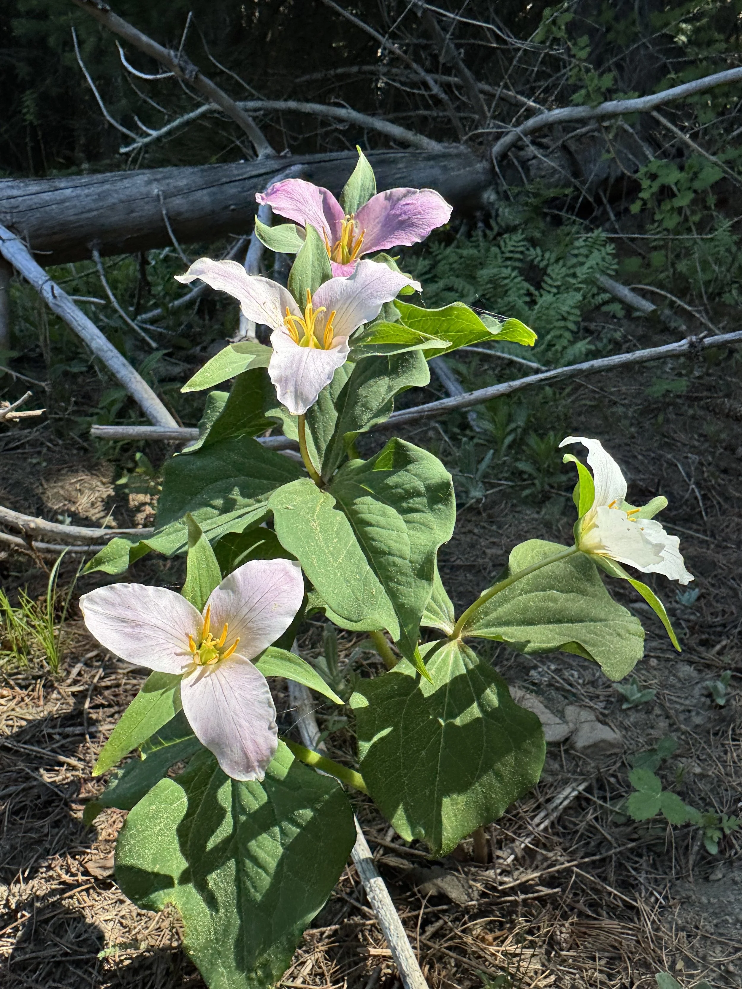 Learning the Plants: Pay-What-You-Will Plant Walk