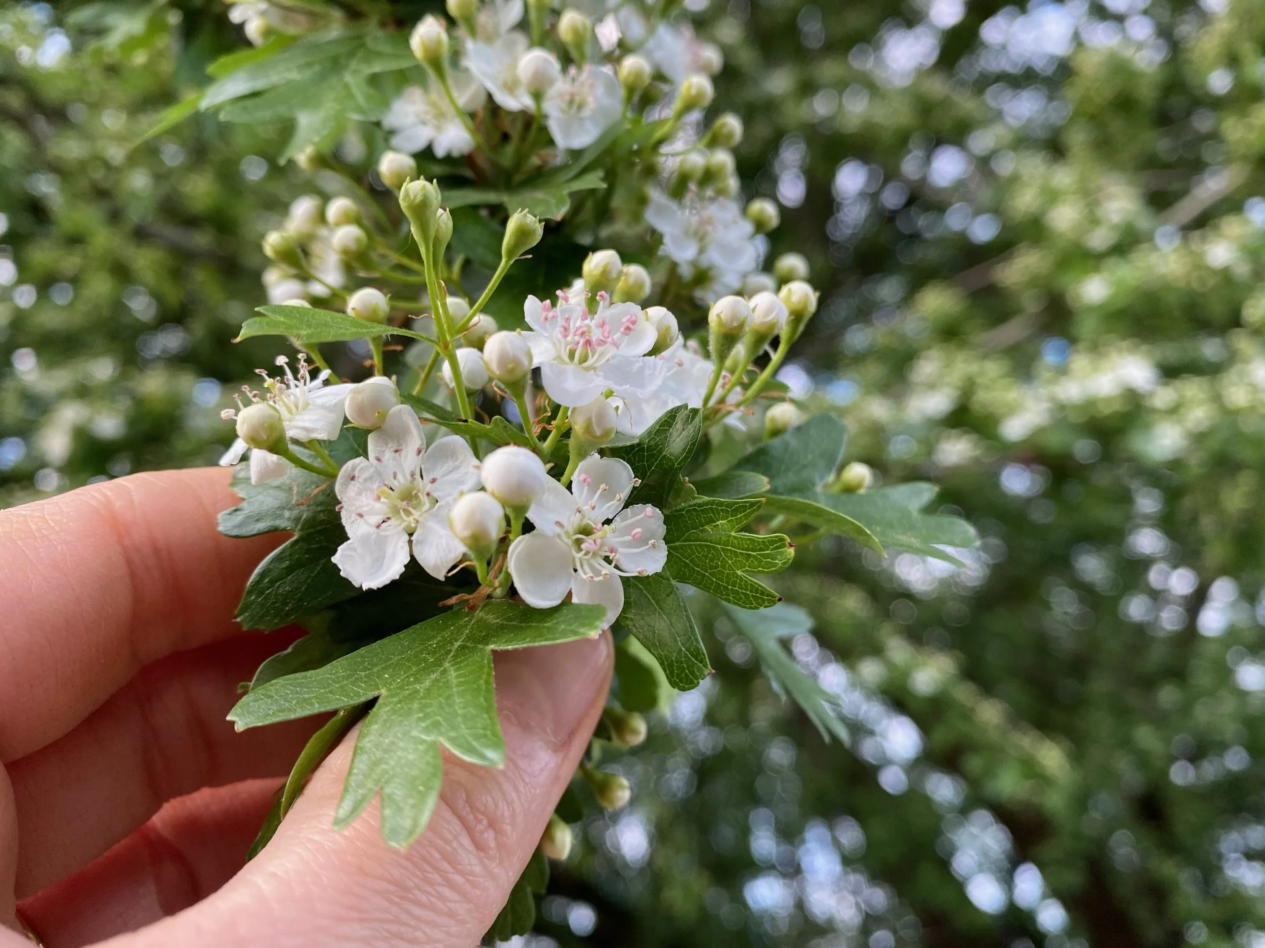 Healing Herbs of the Arboretum Plant Walk