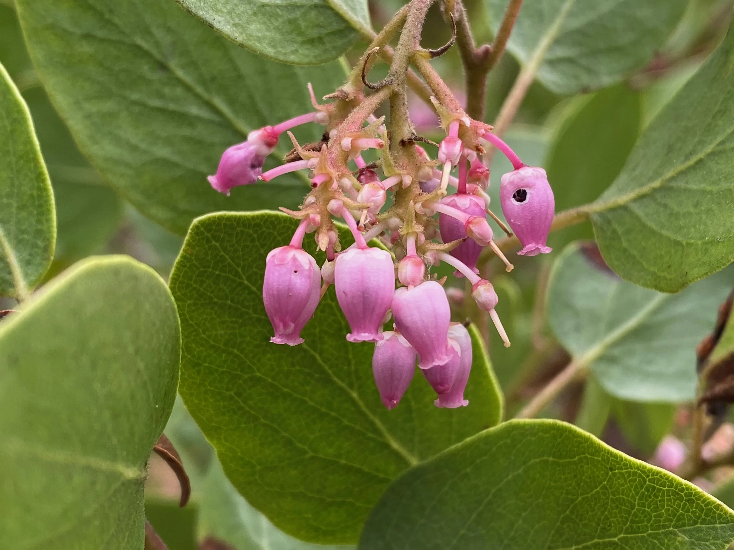 Healing Herbs of the Arboretum Plant Walk