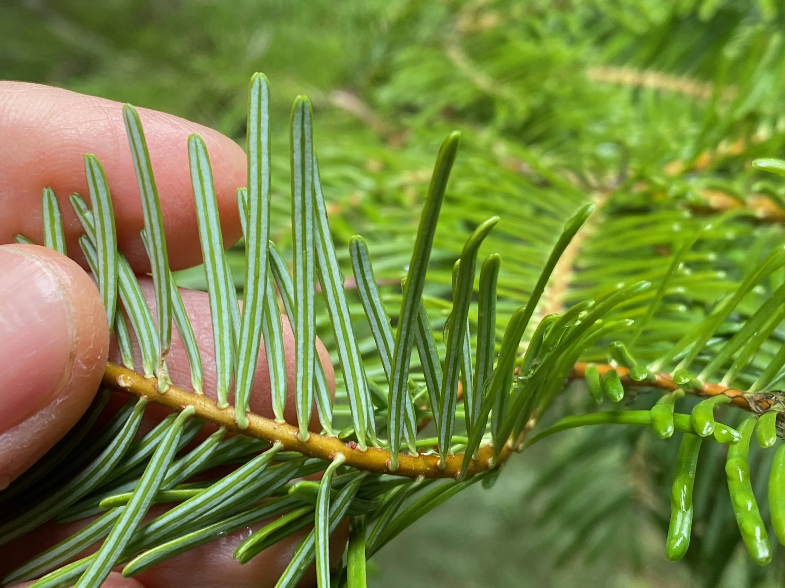 Edible and Medicinal Plants of the Conifer Forest Plant Walk