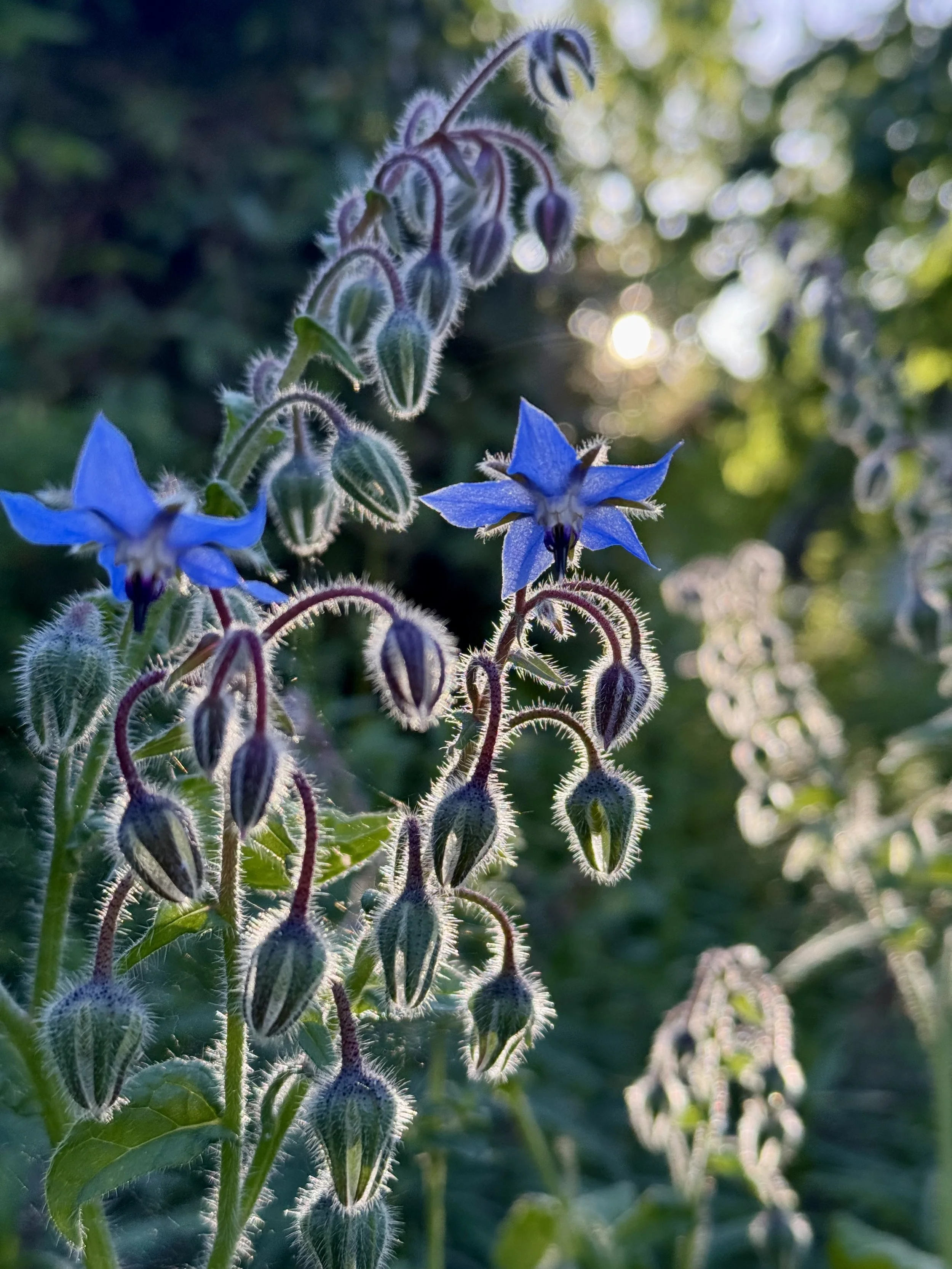 Neighborhood Plant Walk - Pay-What-You-Will