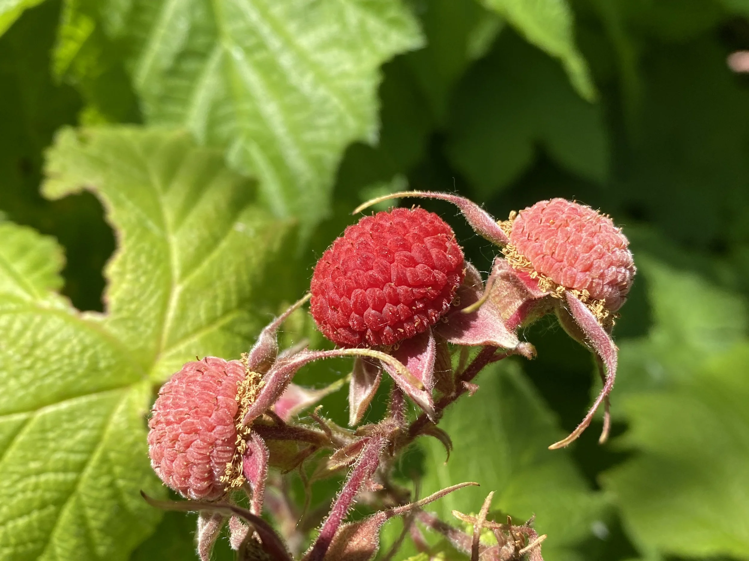 Healing Herbs of the Arboretum Evening Plant Walk