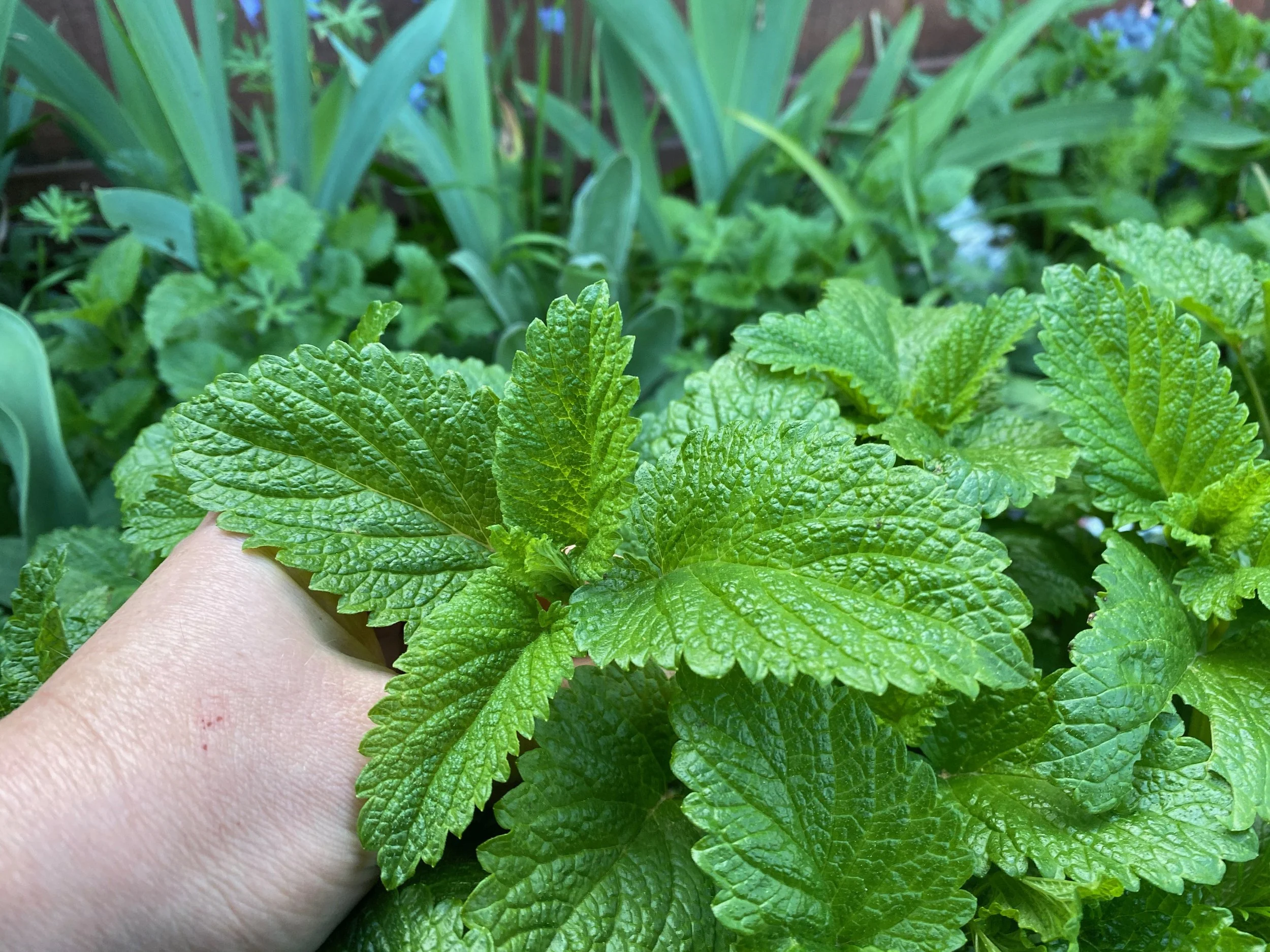 The Medicinal Bounty of Your Garden - Free!