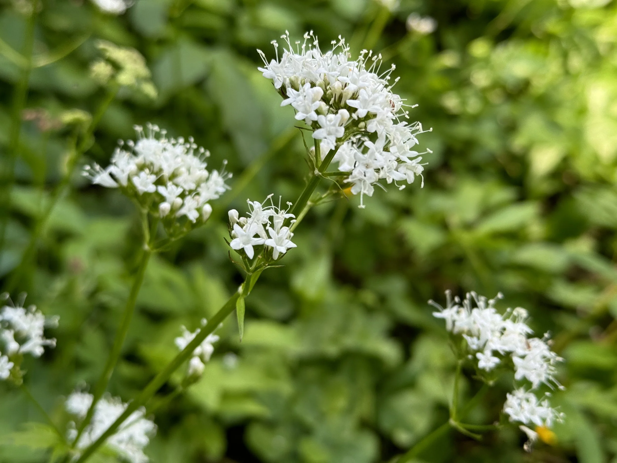 Healing Herbs of the Arboretum Plant Walk