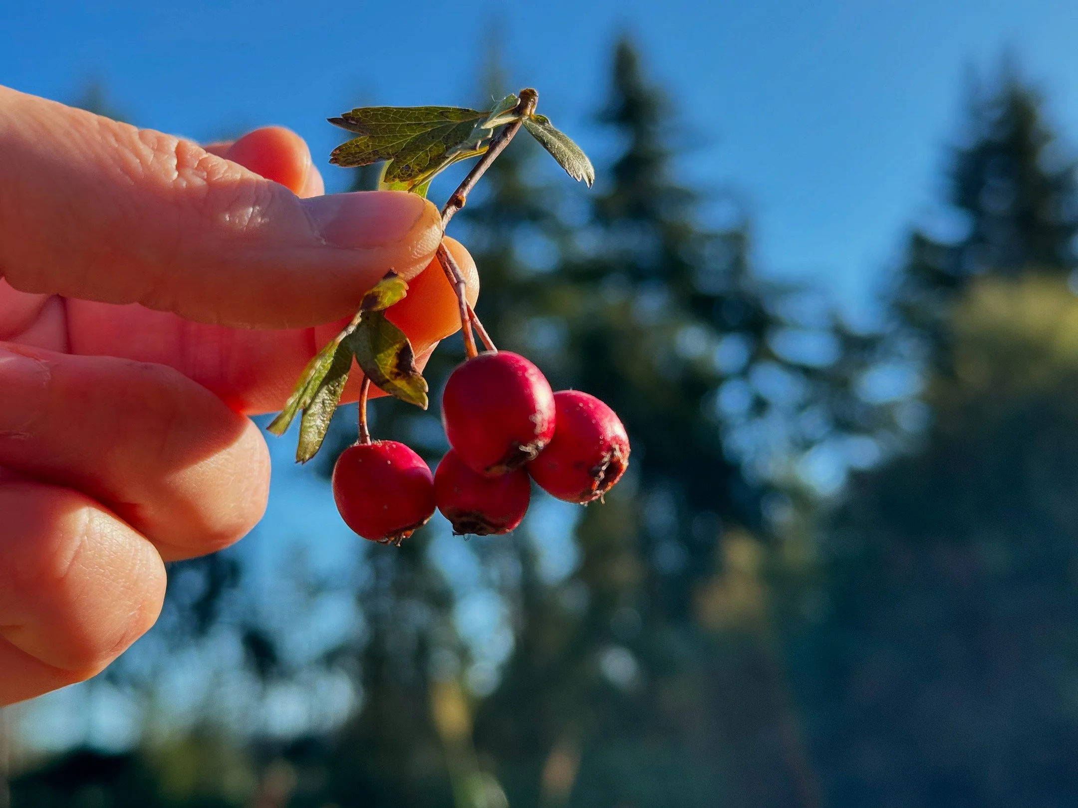 Healing Herbs of the Arboretum Plant Walk
