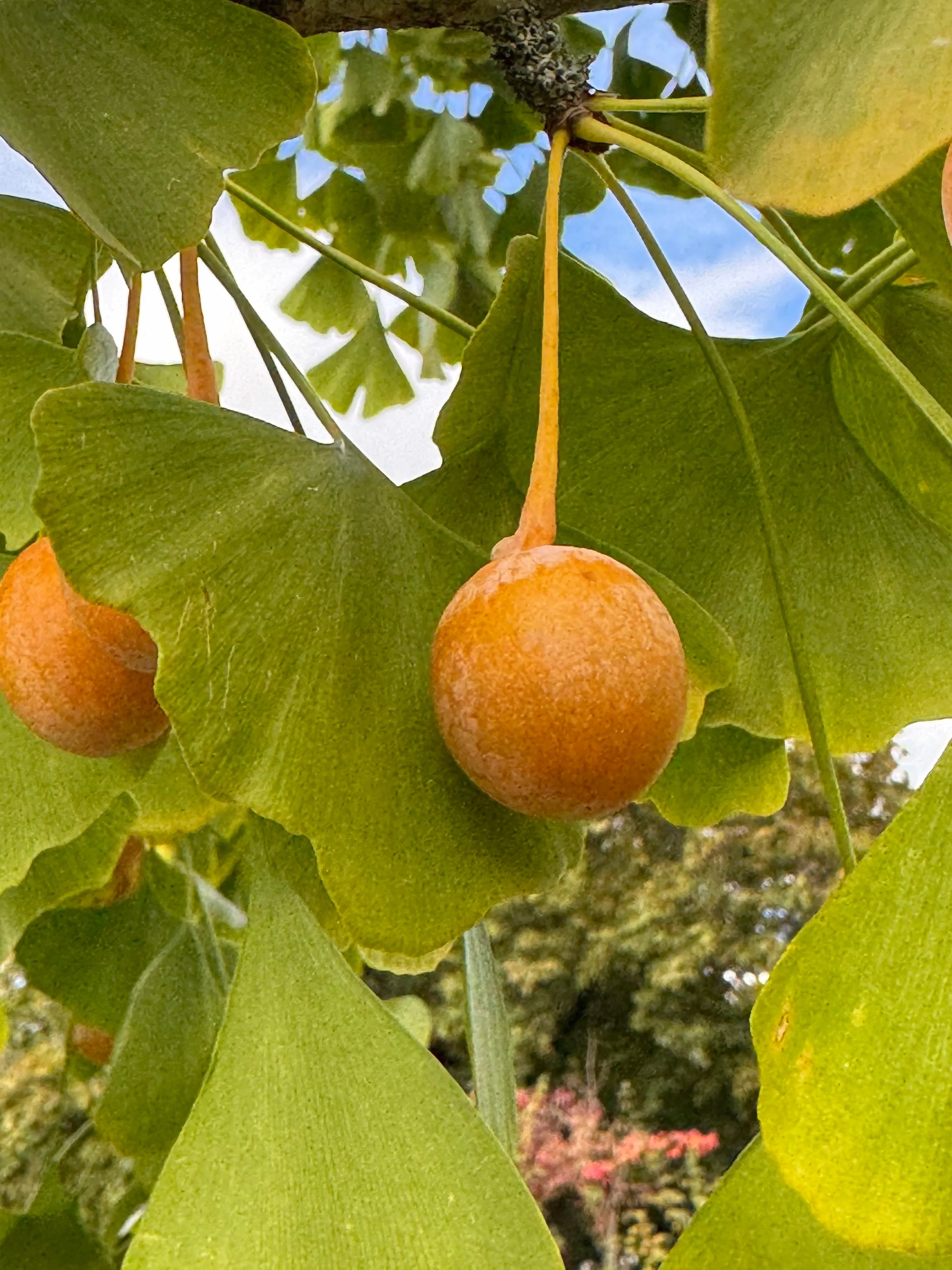 Healing Herbs of the Arboretum Plant Walk
