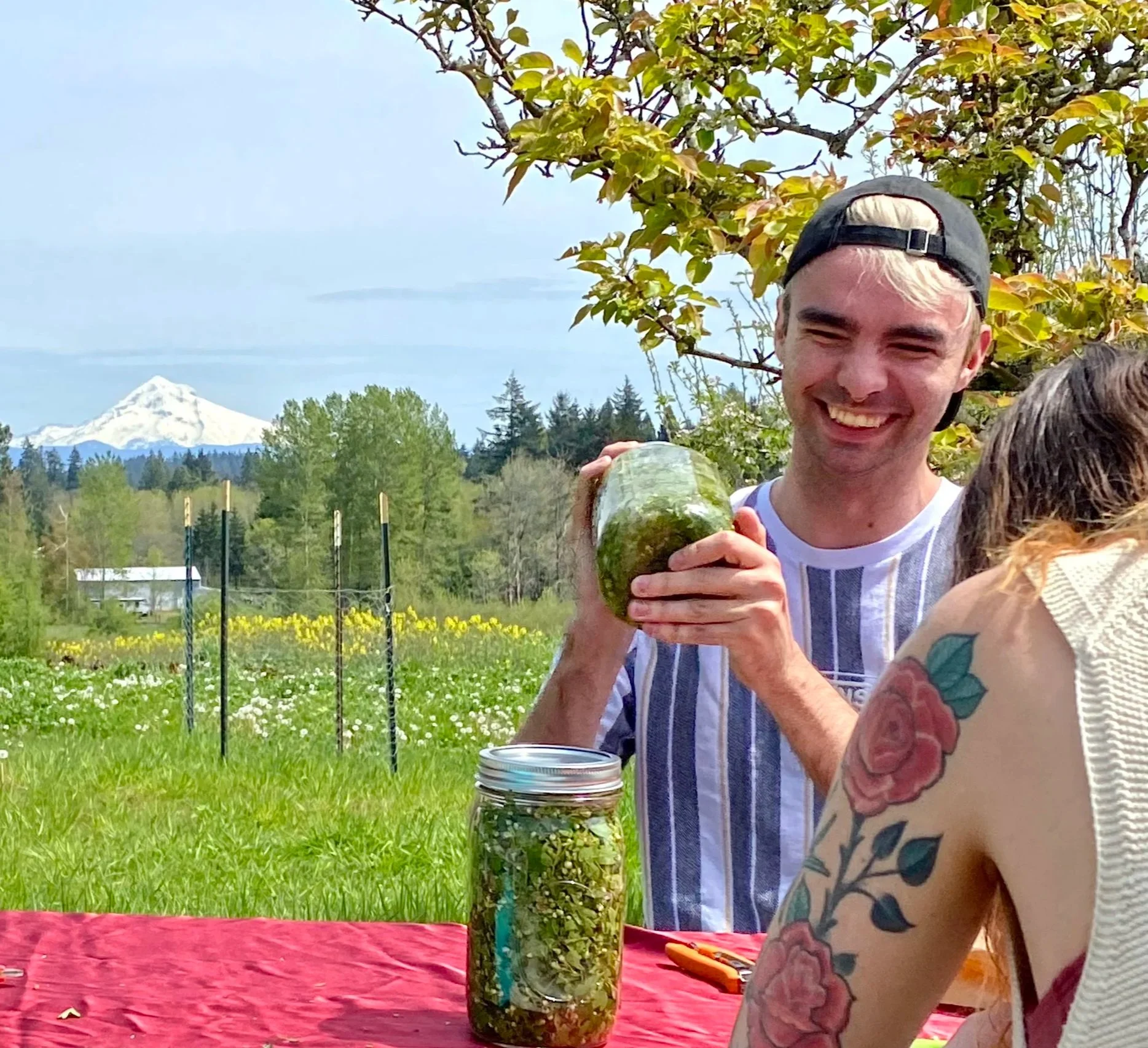 making hawthorn tincture with mt. hood in view