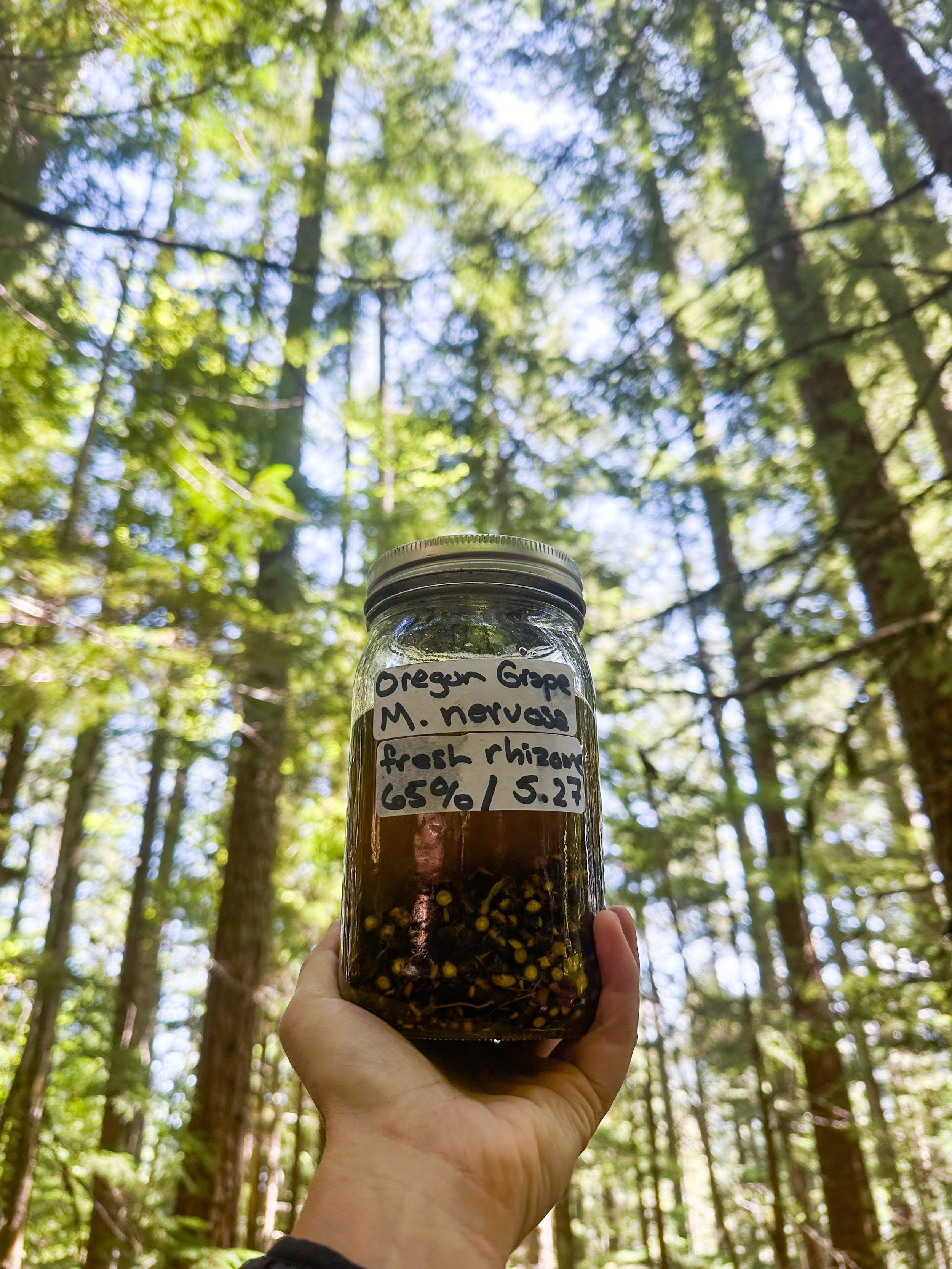 Person holding a jar of Oregon grape growing in a forest with tall trees and sunlight filtering through the leaves.