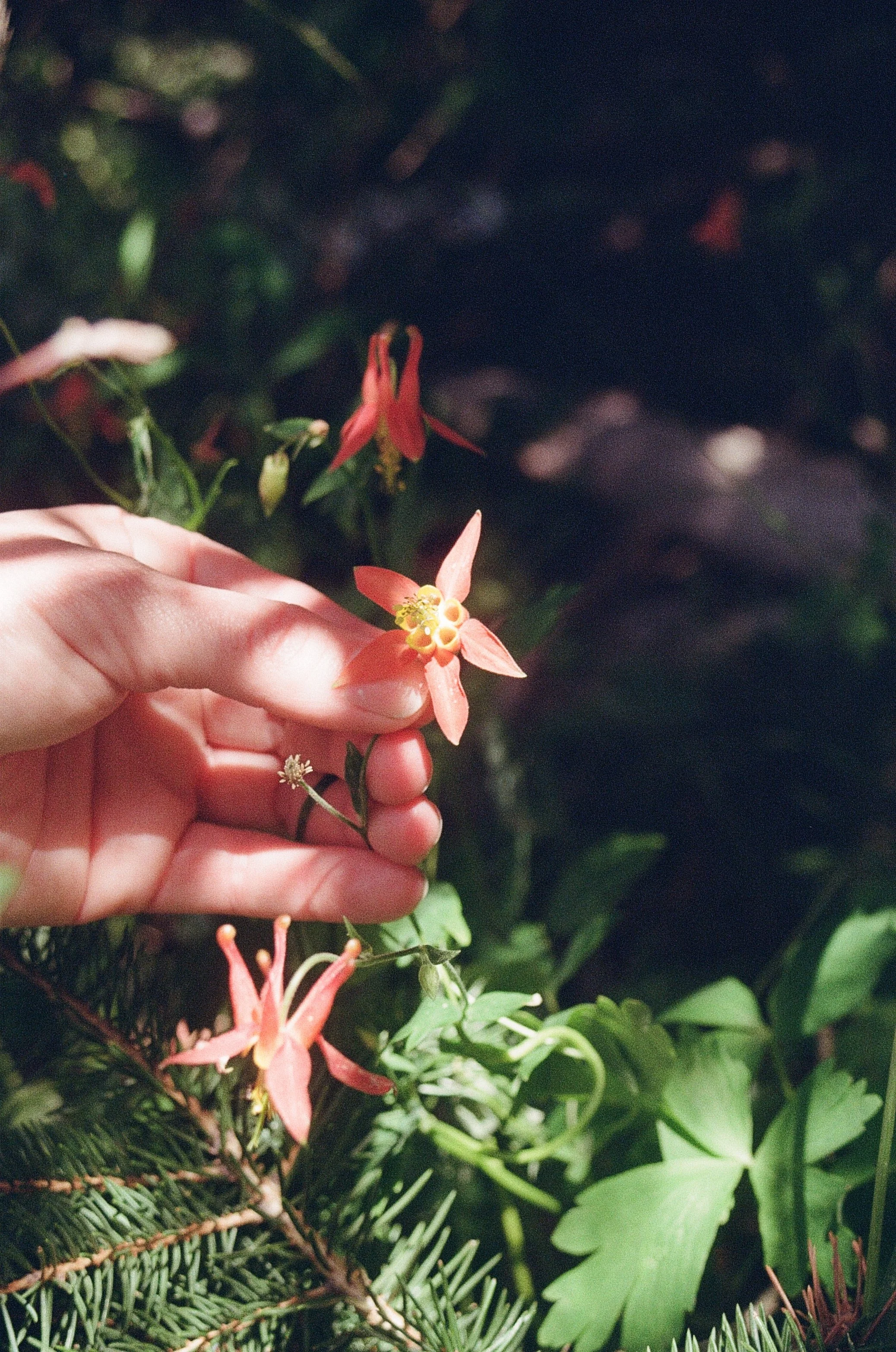 A hand holding a small pink flower with yellow center amid green plants and foliage.
