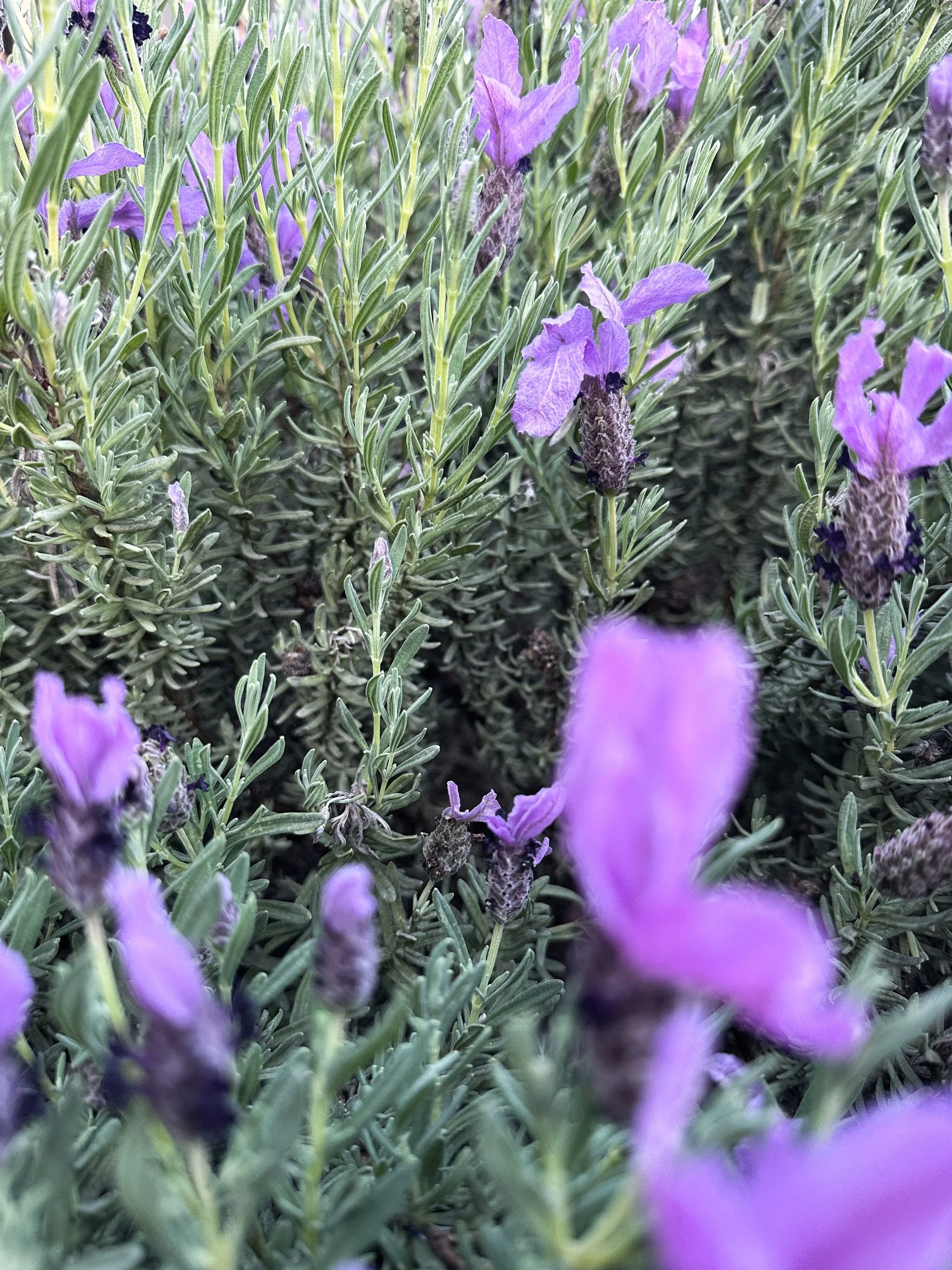 Close-up of lavender flowers and green foliage.