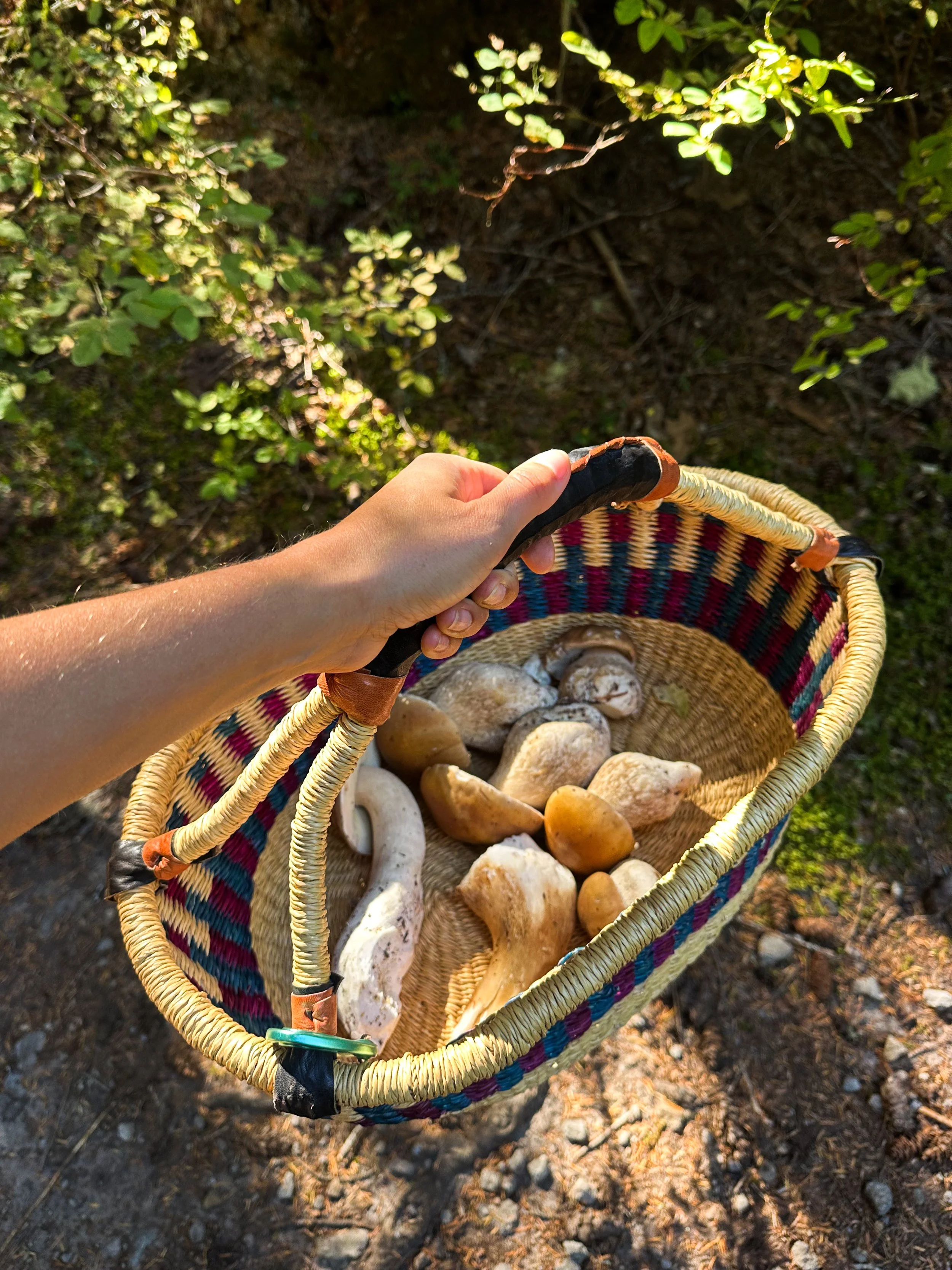 A hand holding a woven basket filled with various wild mushrooms, outdoor setting with dirt and green foliage in the background.