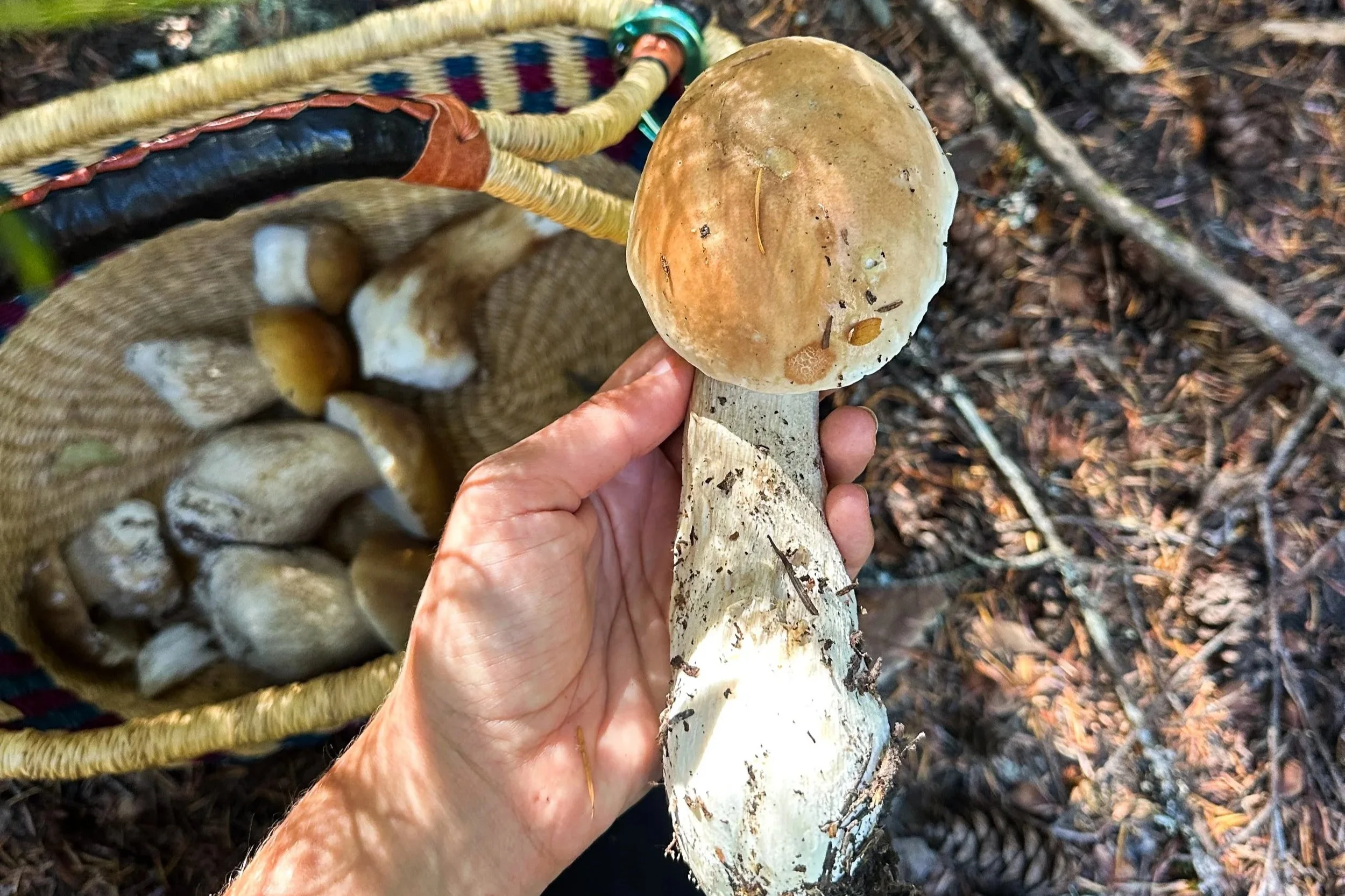 A person holding a large mushroom in their hand in a forest setting, with a woven basket filled with more mushrooms in the background.