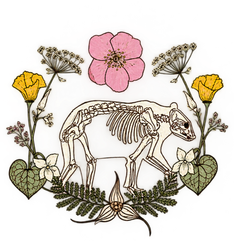 The Arctos School of Herbal Studies