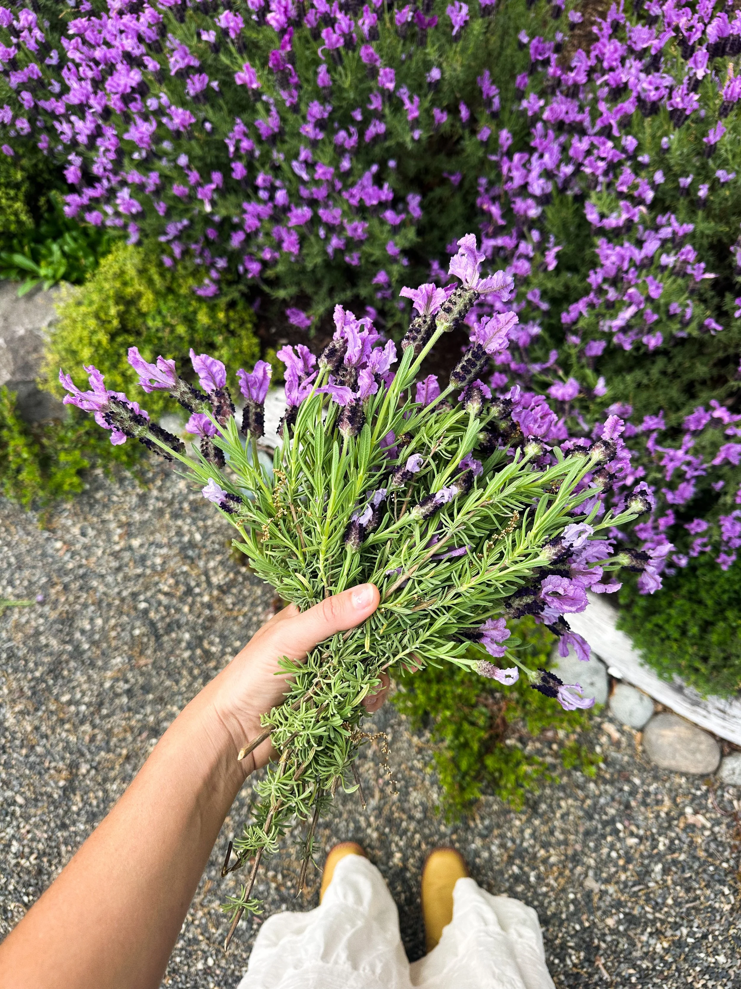 A person holding a bunch of purple and green lavender flowers, with a background of similar purple flowers and some greenery, standing on a gravel path.