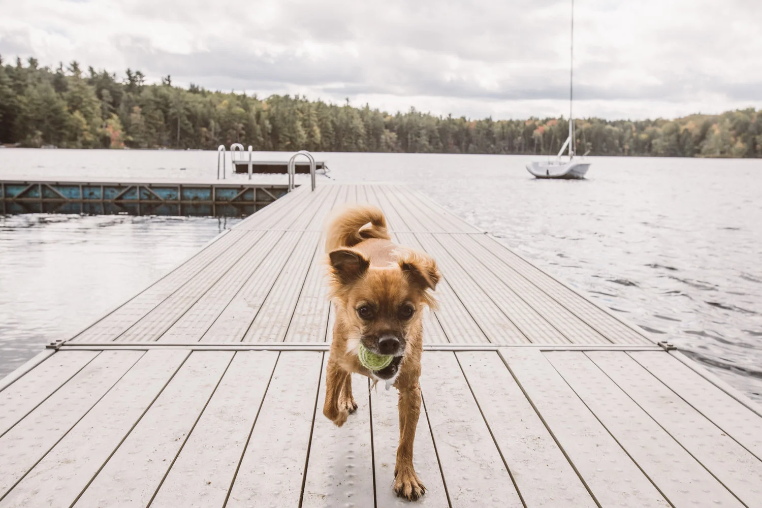 Brown dog running on boat deck playing fetch with tennis ball