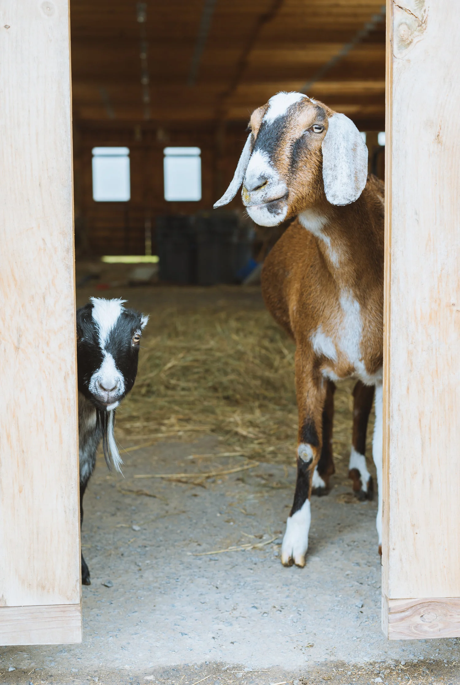 Michelle-McSwain-Photography-Animal-Life-05.jpg