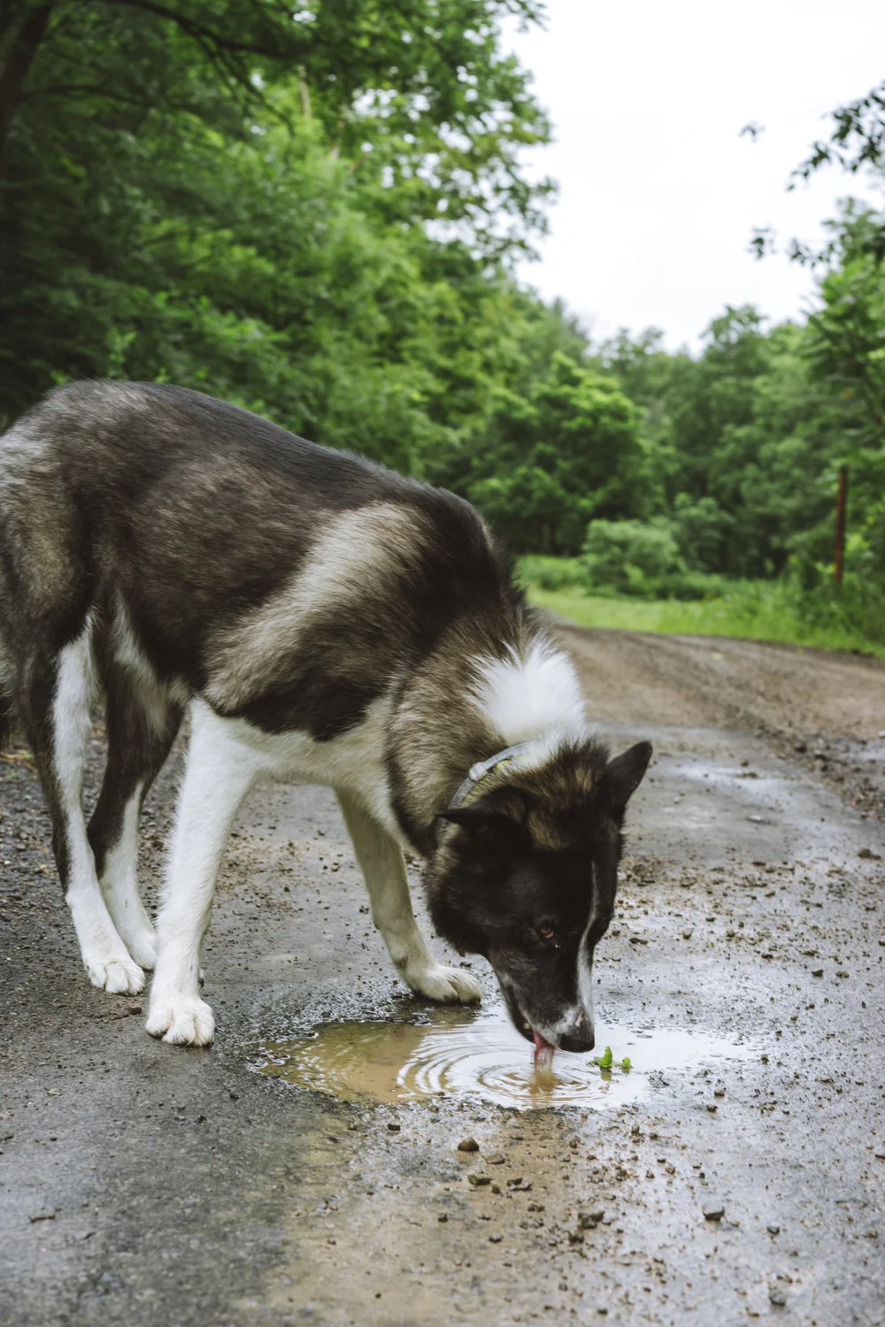 black and white dog drinking muddy water from a puddle on gravel road