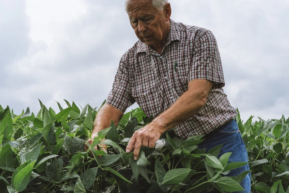 Old farmer looking at soybean crops
