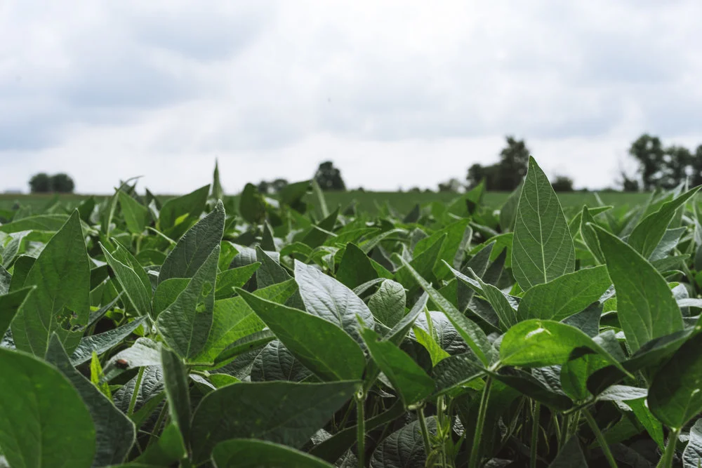 Soybean and Corn Field