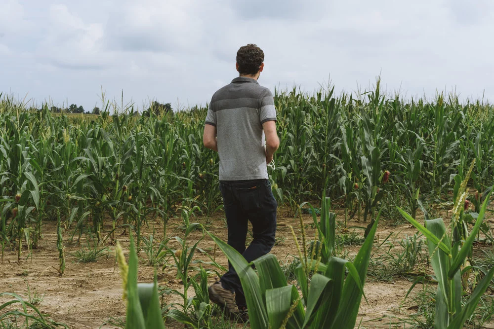 Man walking in corn field in midwest