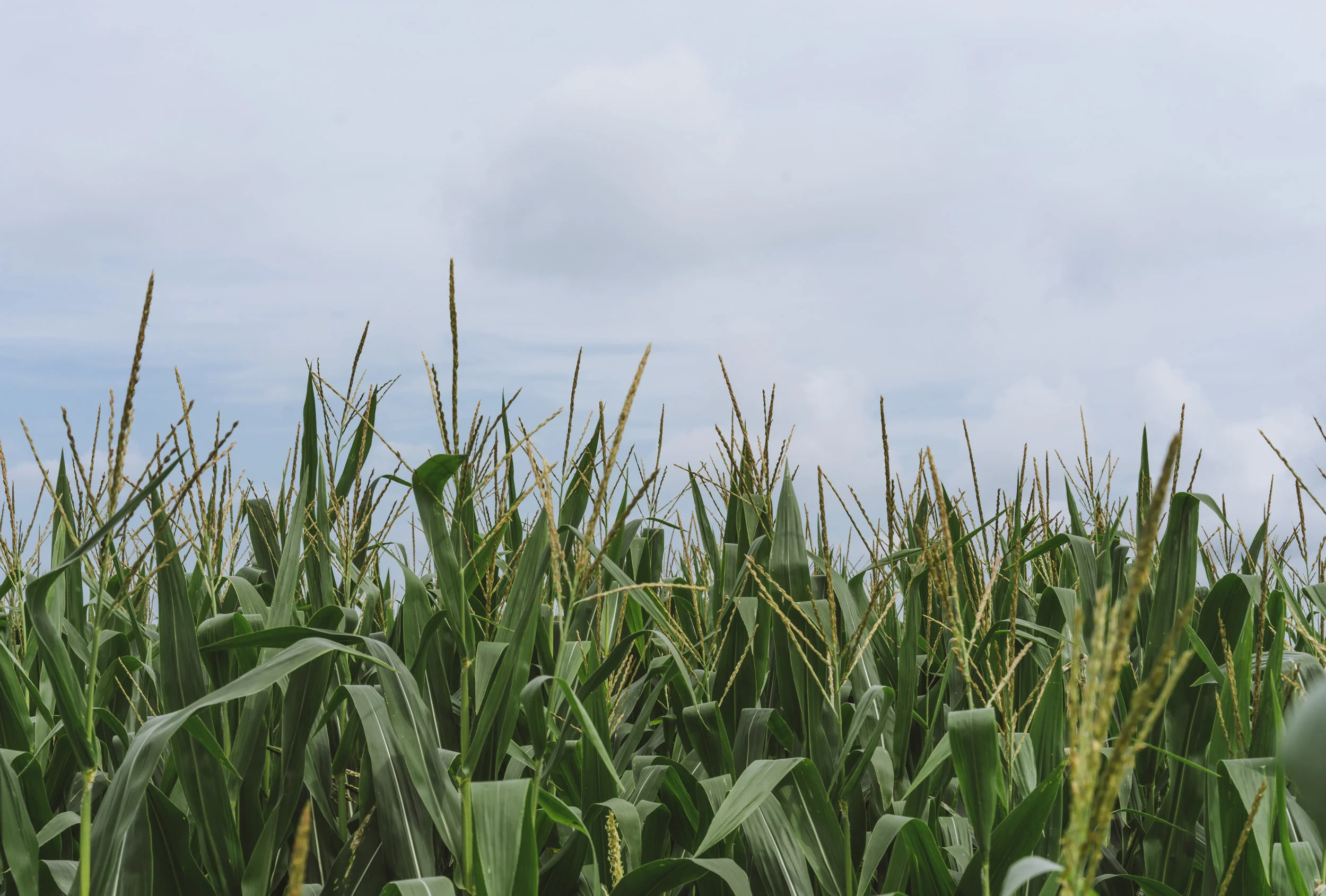 corn field in midwest on cloudy day