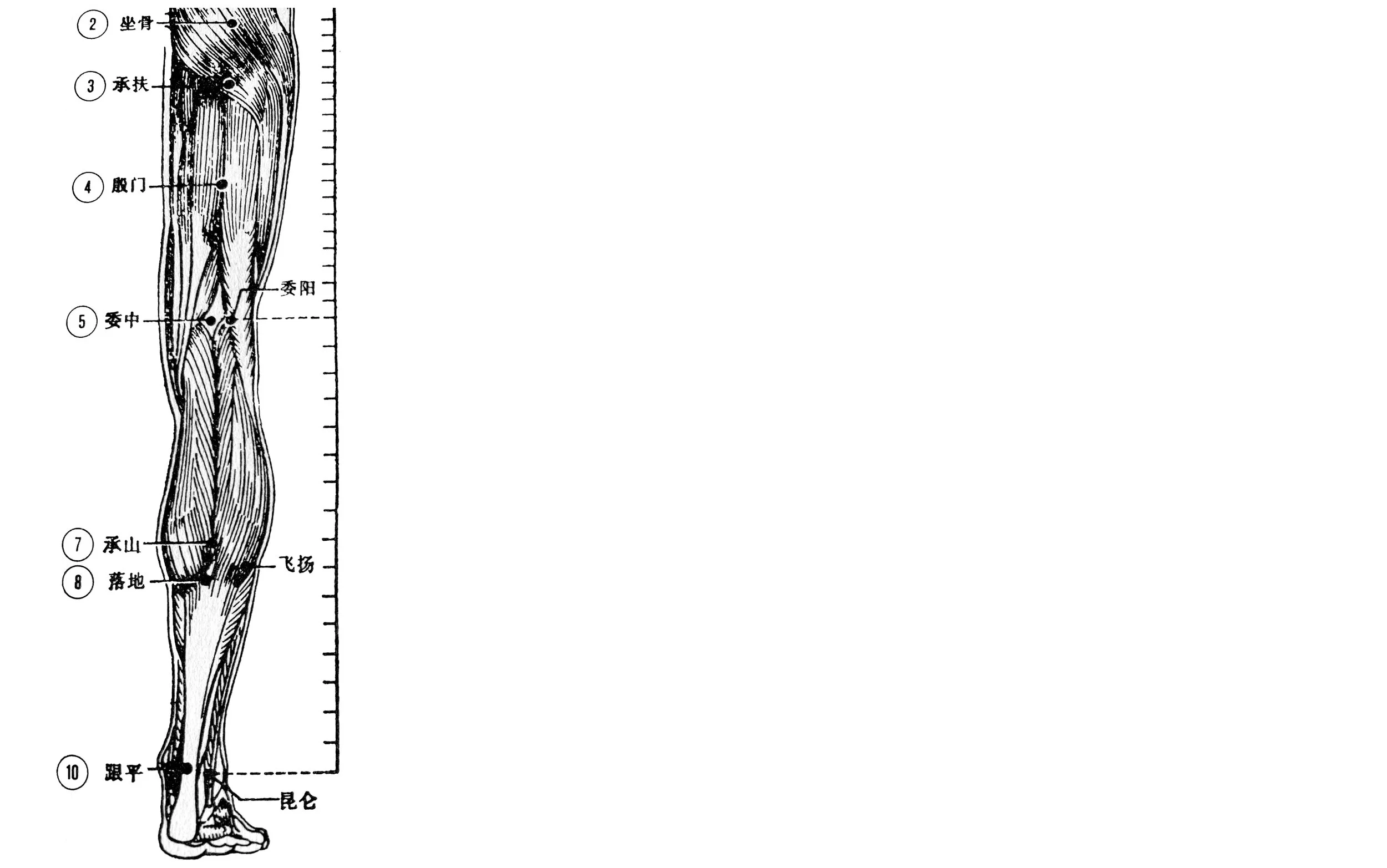 leg.jpg