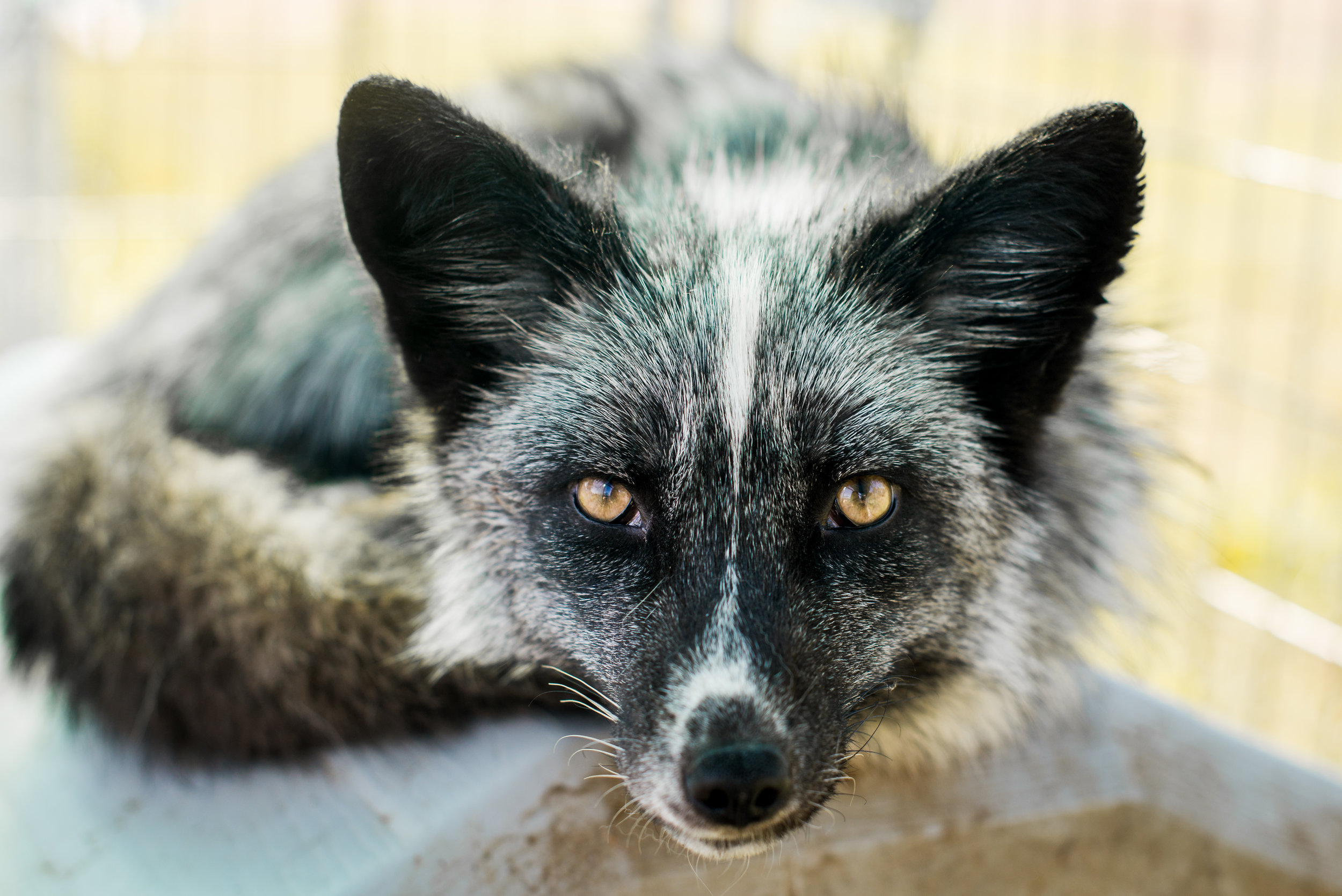 Fox Care — Even Keel Exotics