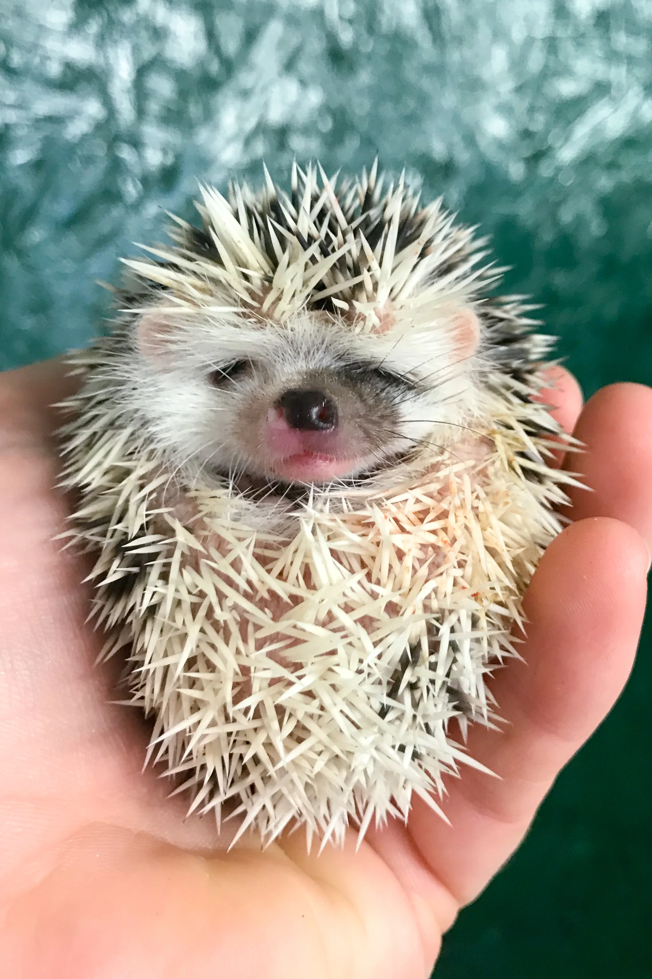 Cheap Exotic Pets Near Me Exotic Pets For Sale Cheap Online / Certain