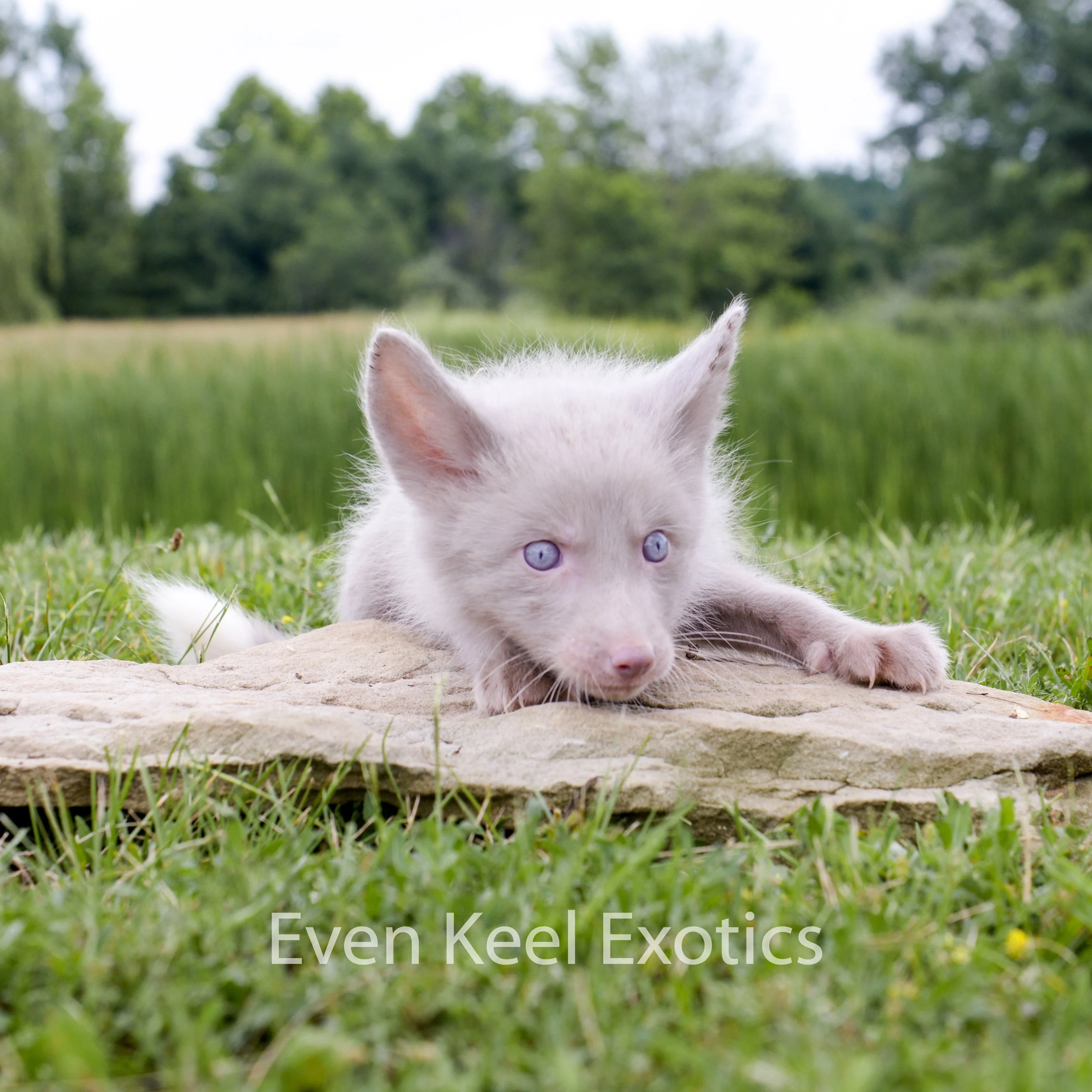 2023 lavender fox deposit — Even Keel Exotics