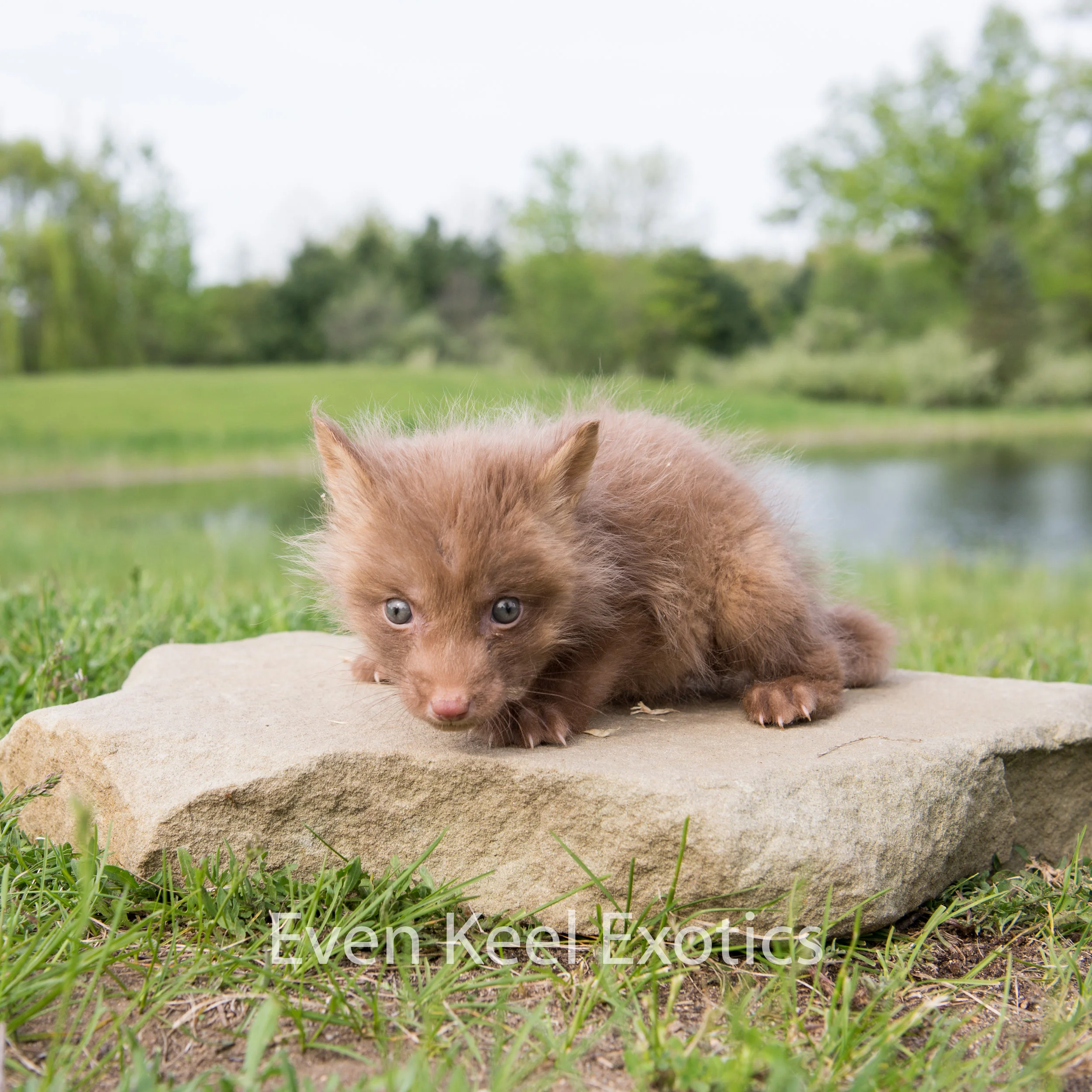 2023 burgundy fox deposit — Even Keel Exotics