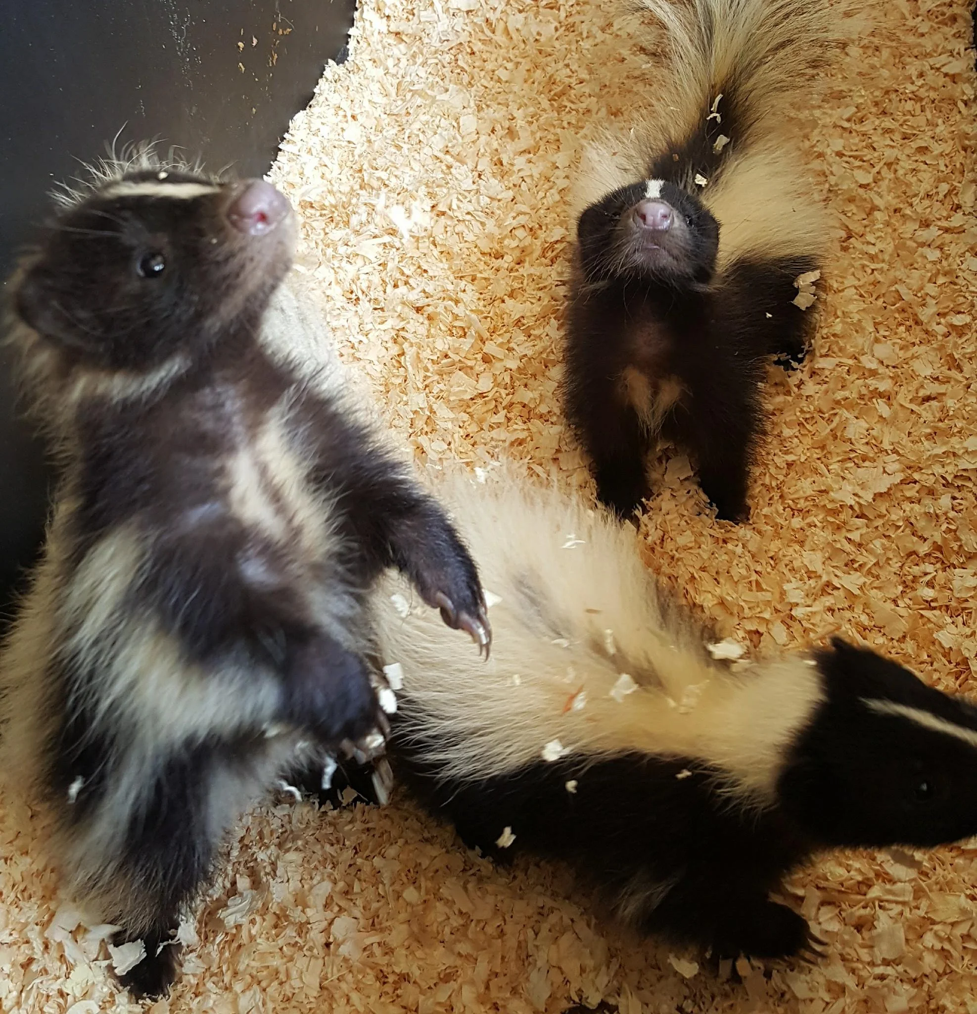2023 black & white skunk deposit — Even Keel Exotics
