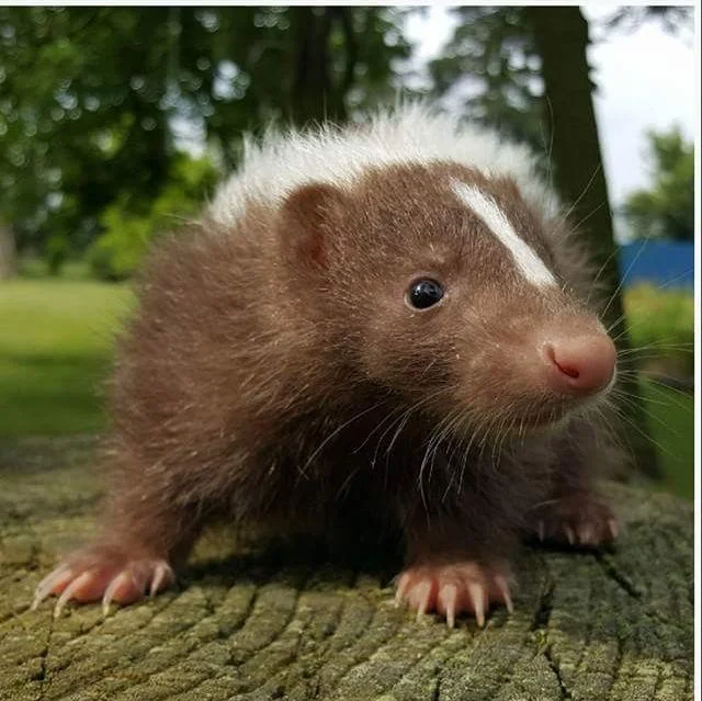 2023 chocolate skunk deposit — Even Keel Exotics