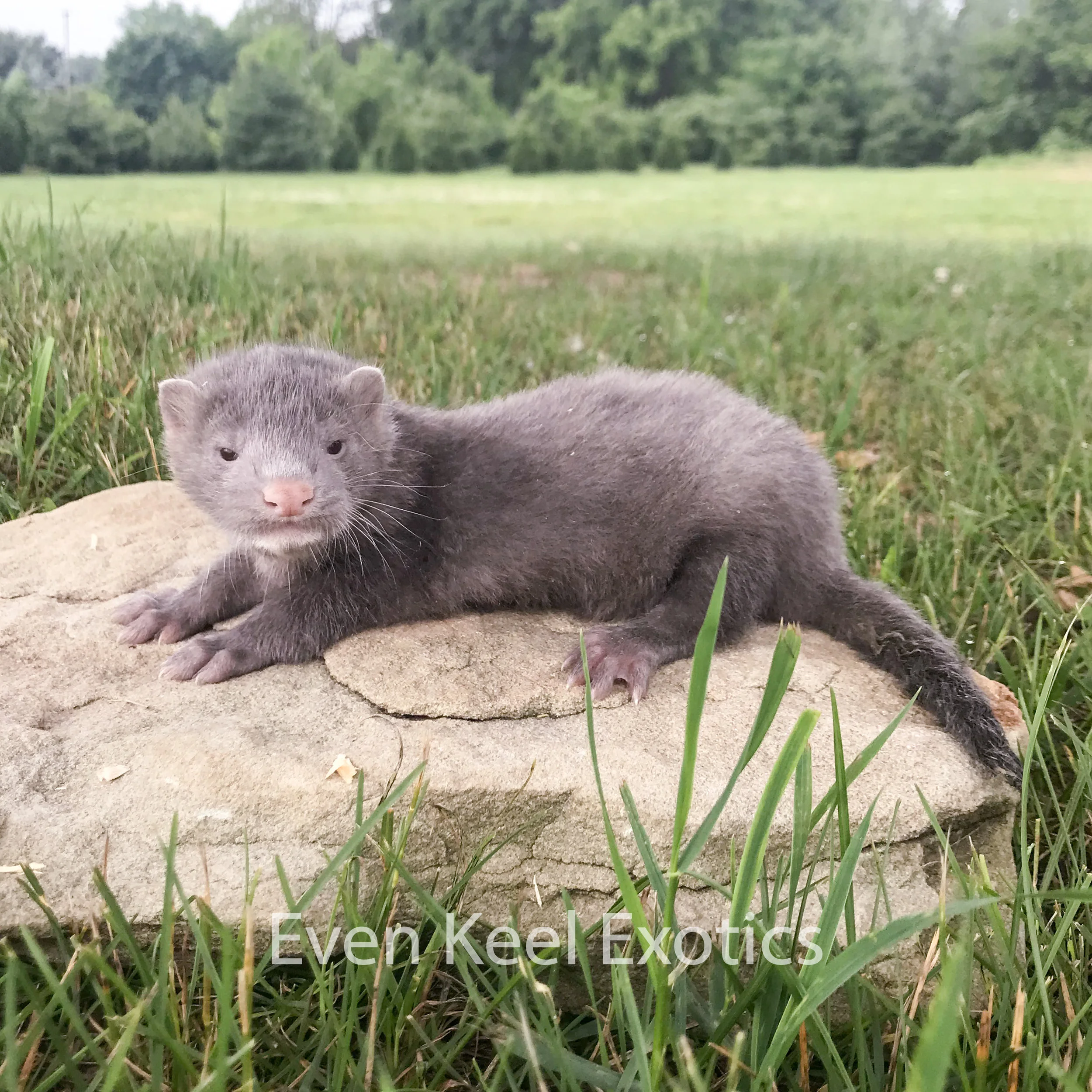 Mink Care — Even Keel Exotics