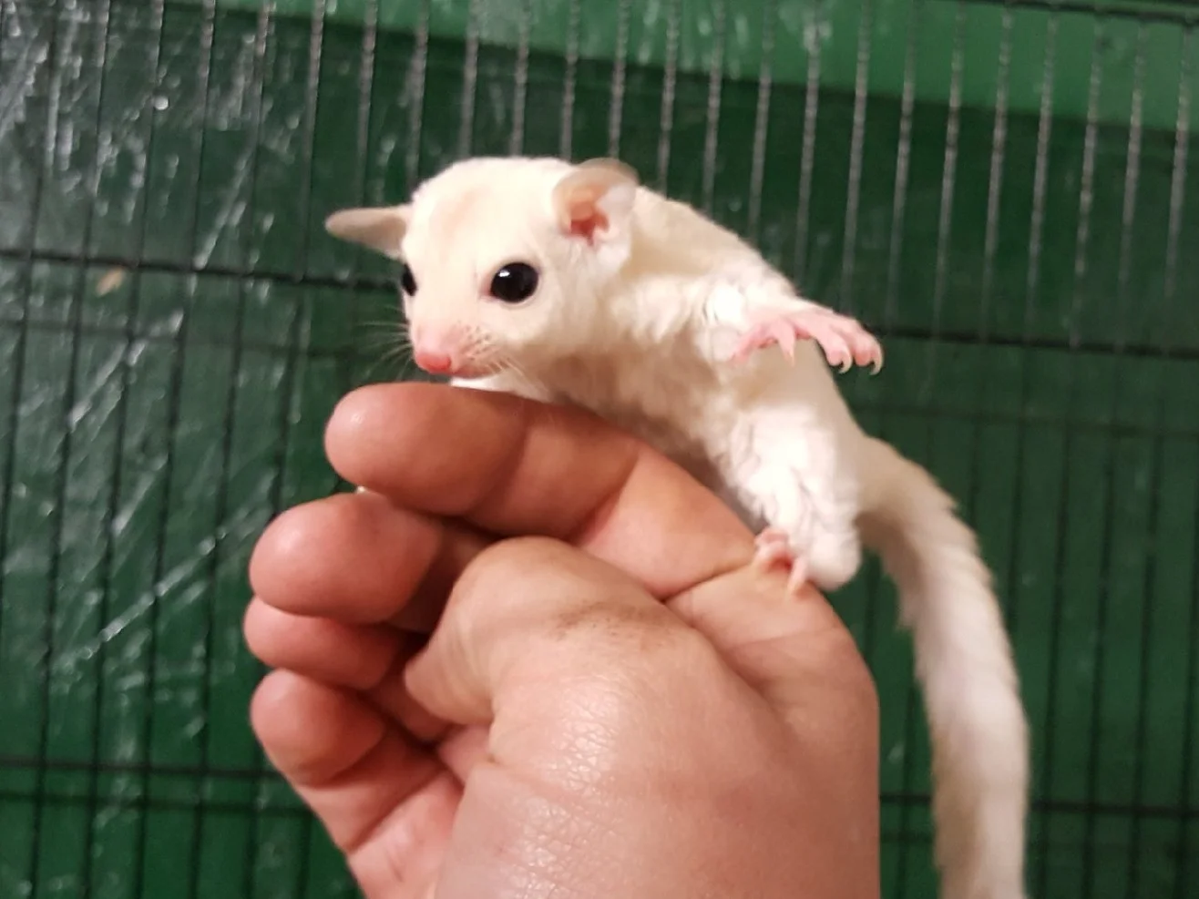 Sugar Glider Care — Even Keel Exotics
