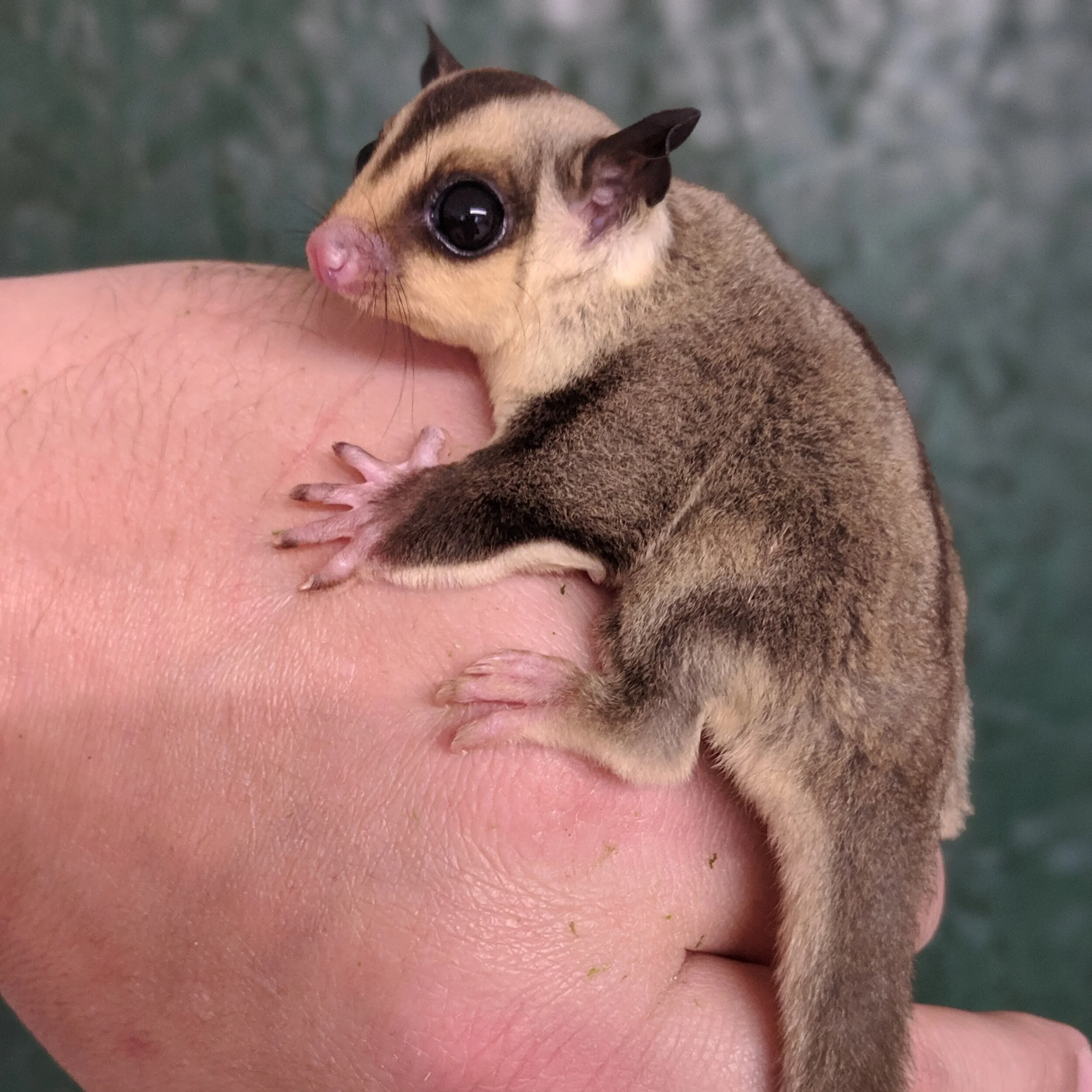 standard sugar glider
