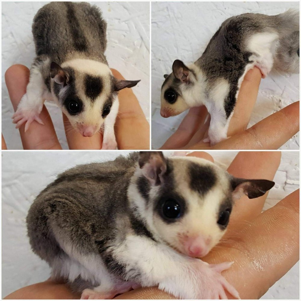 Male Mosaic Sugar Gliders — Even Keel Exotics Male Mosaic Sugar Gliders — Even Keel Exotics