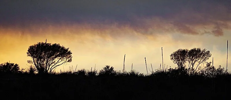 Two Trees on Skyline.jpg