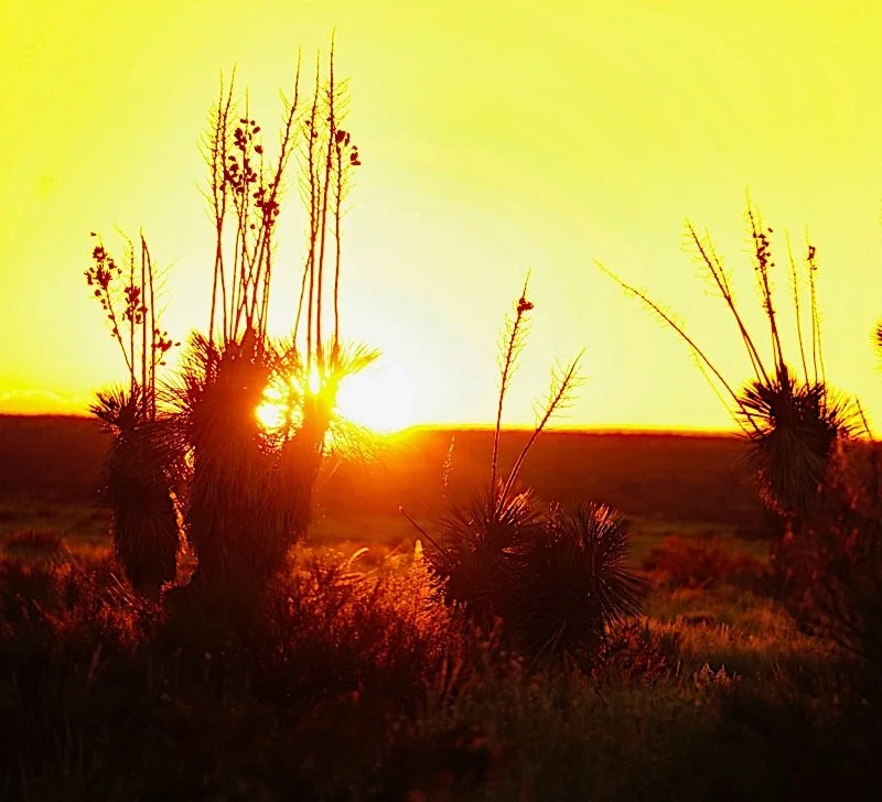 Soaptree Yucca Near Cornudas.jpg